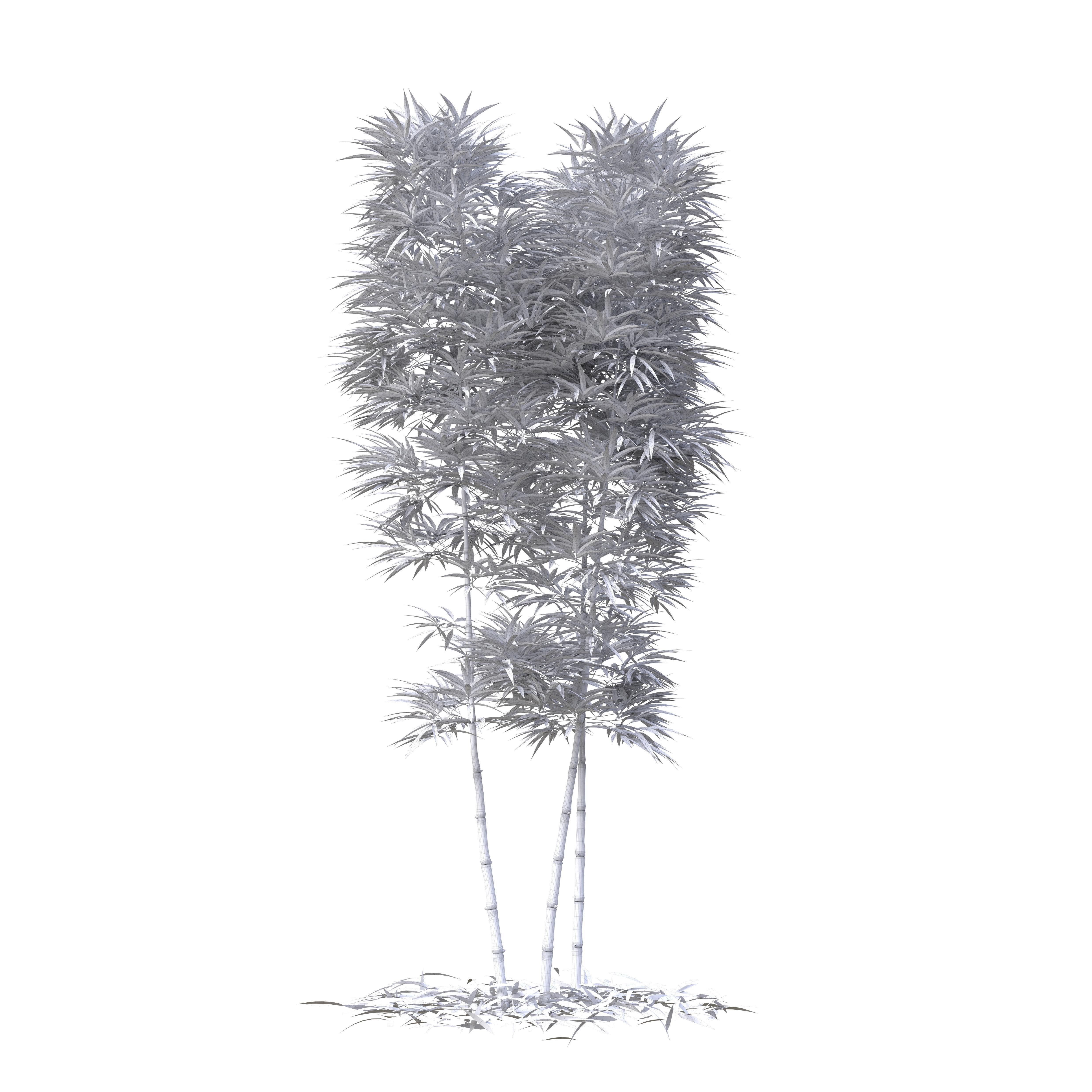 Bamboo Phyllostachys Aurea 3m 3D model_25