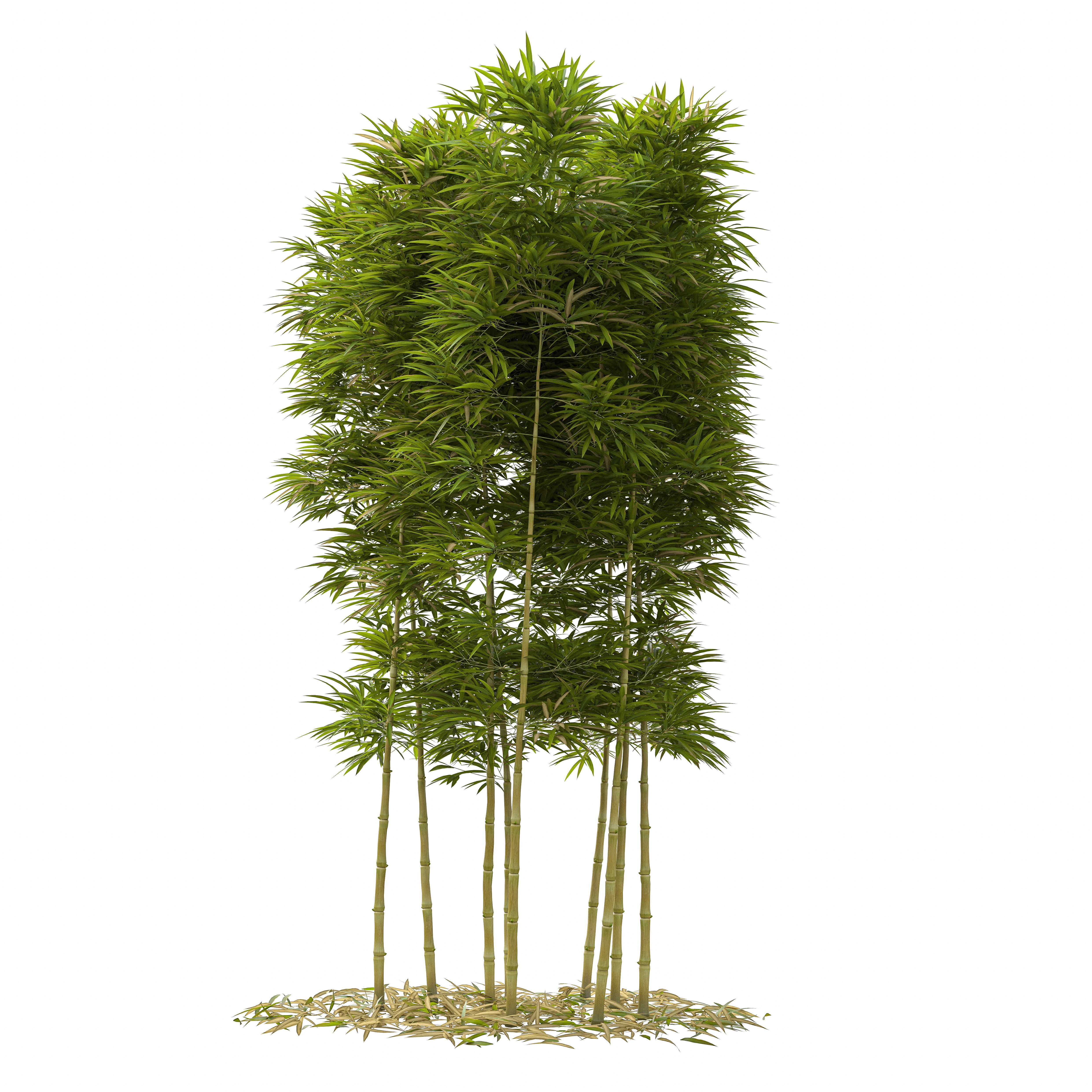 Bamboo Phyllostachys Aurea 3m 3D model_33