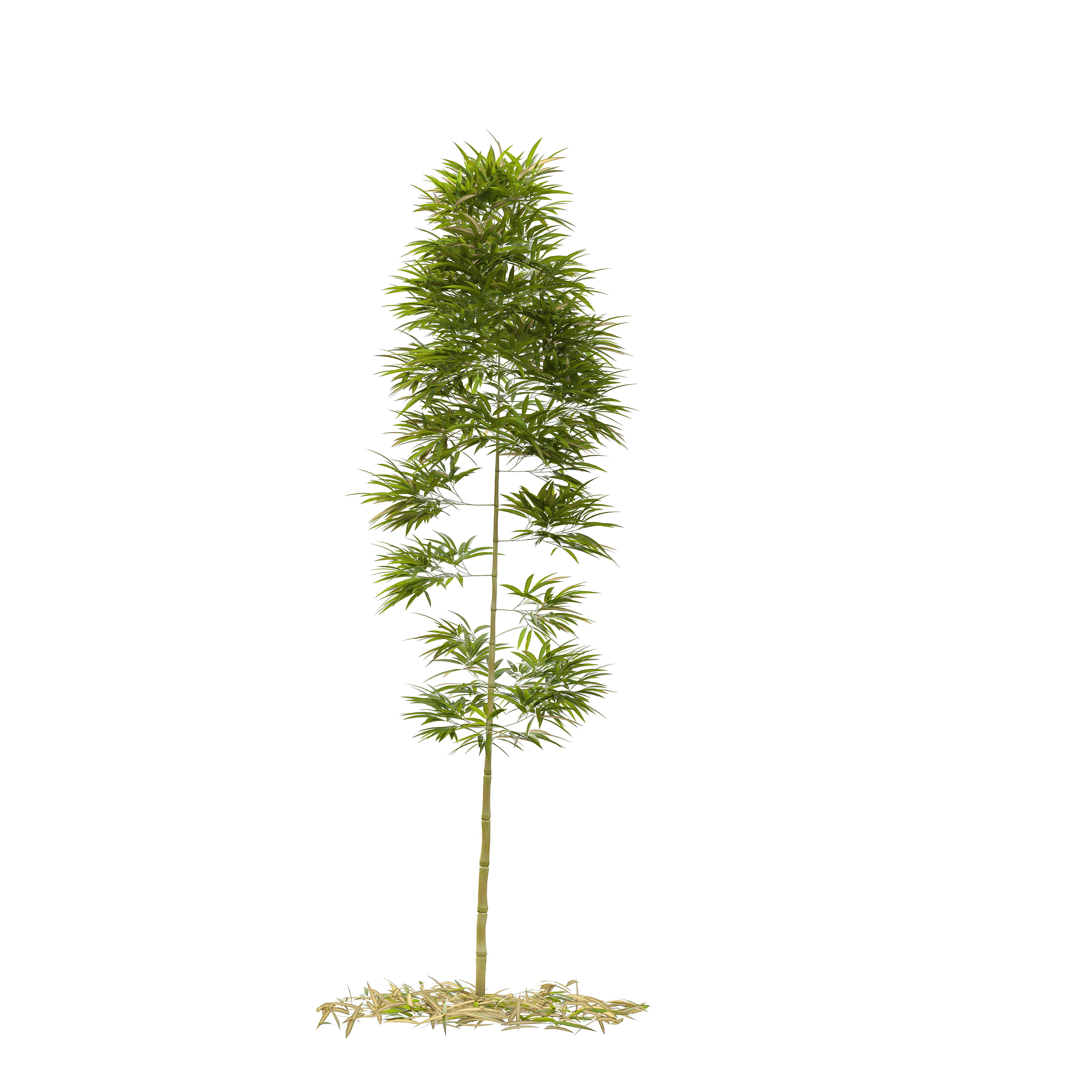 Bamboo Phyllostachys Aurea 3m 3D model_34