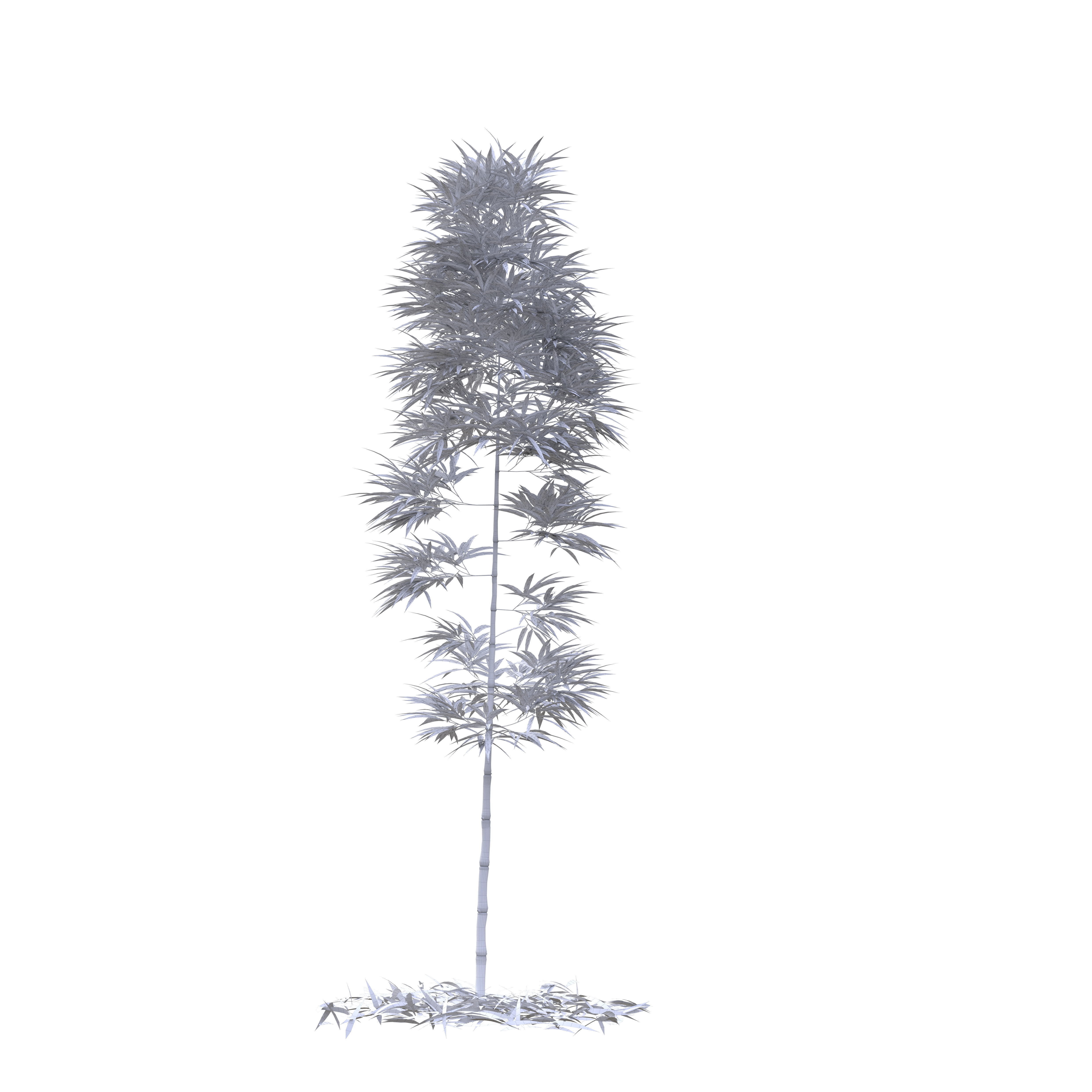 Bamboo Phyllostachys Aurea 3m 3D model_35