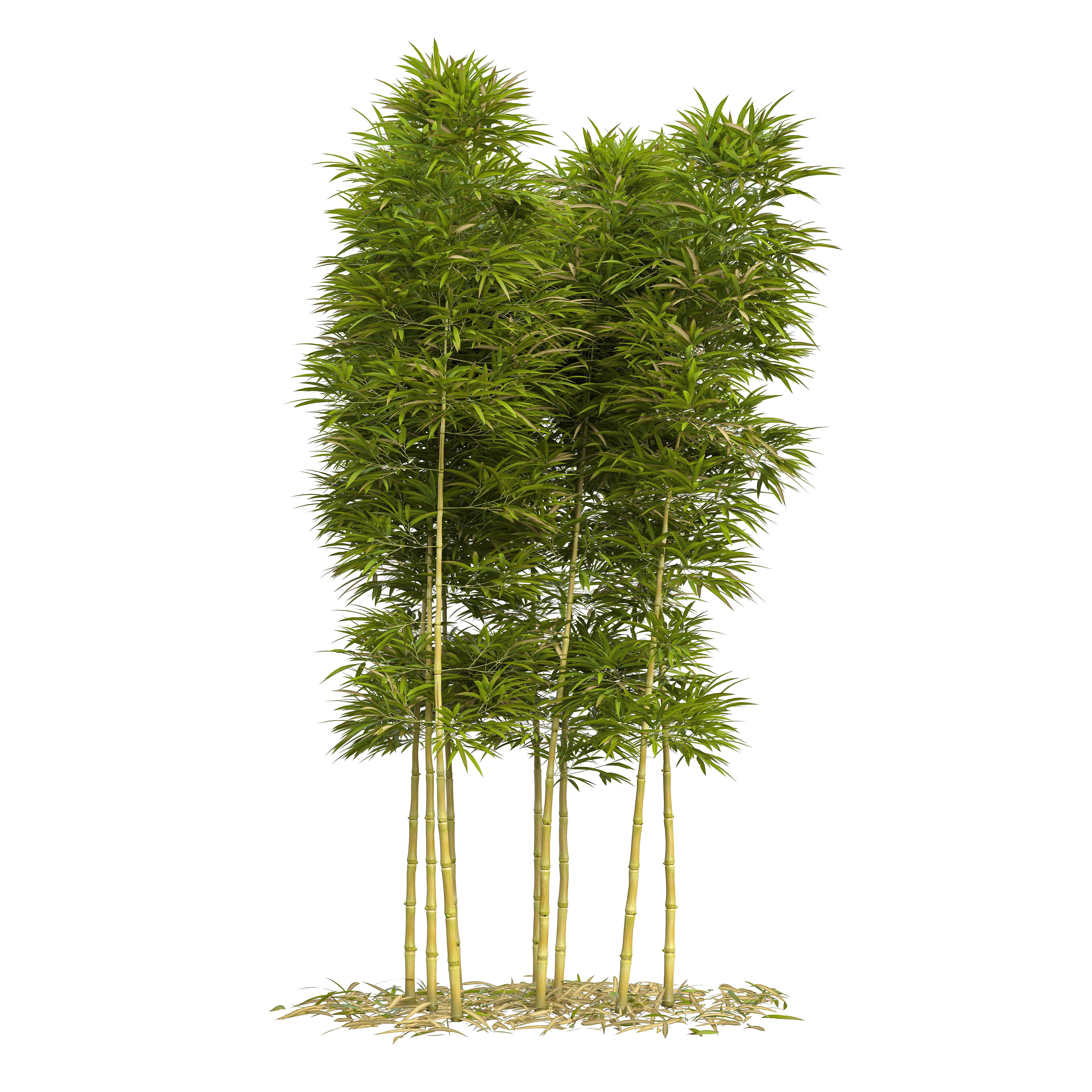 Bamboo Phyllostachys Aurea 3m 3D model_15