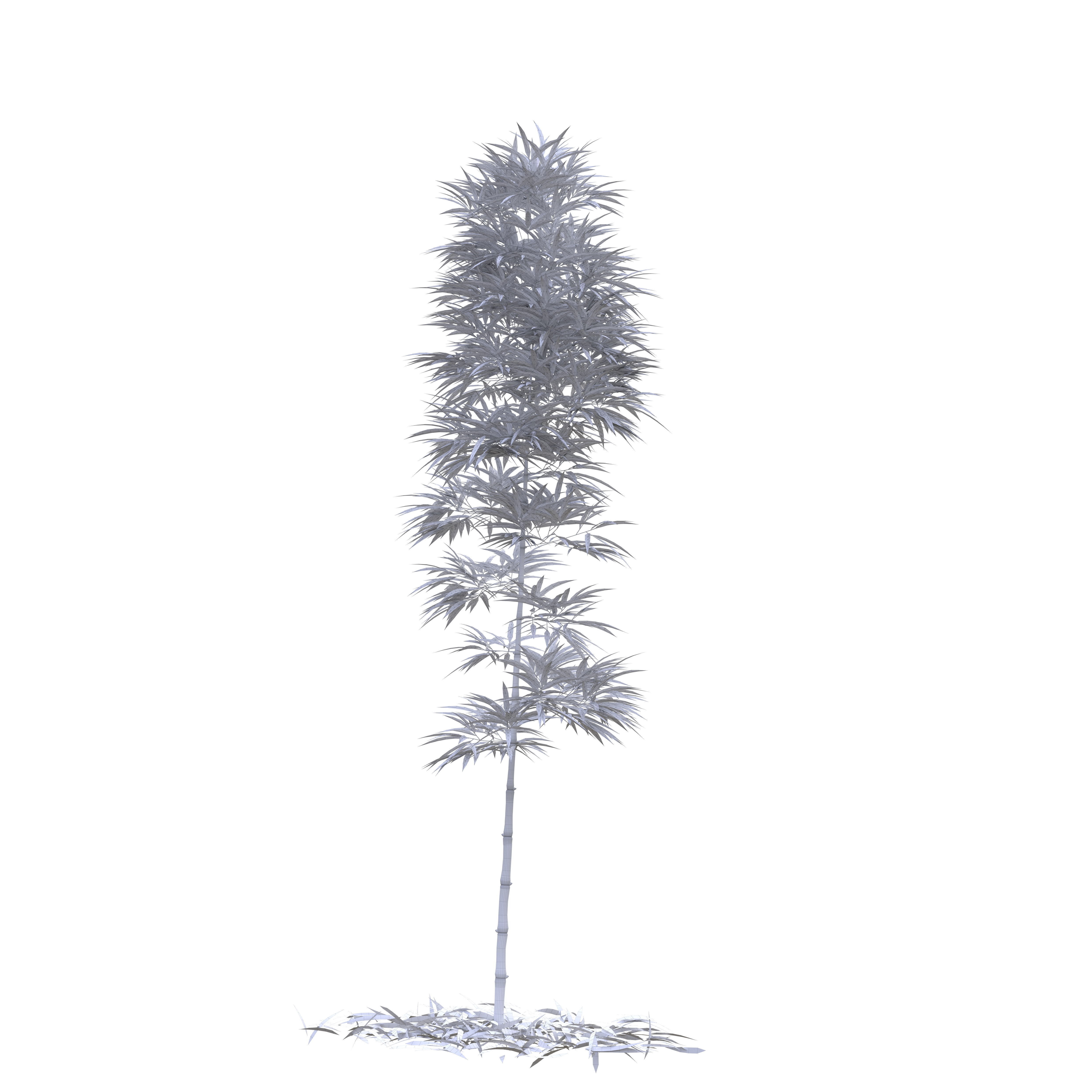 Bamboo Phyllostachys Aurea 3m 3D model_47