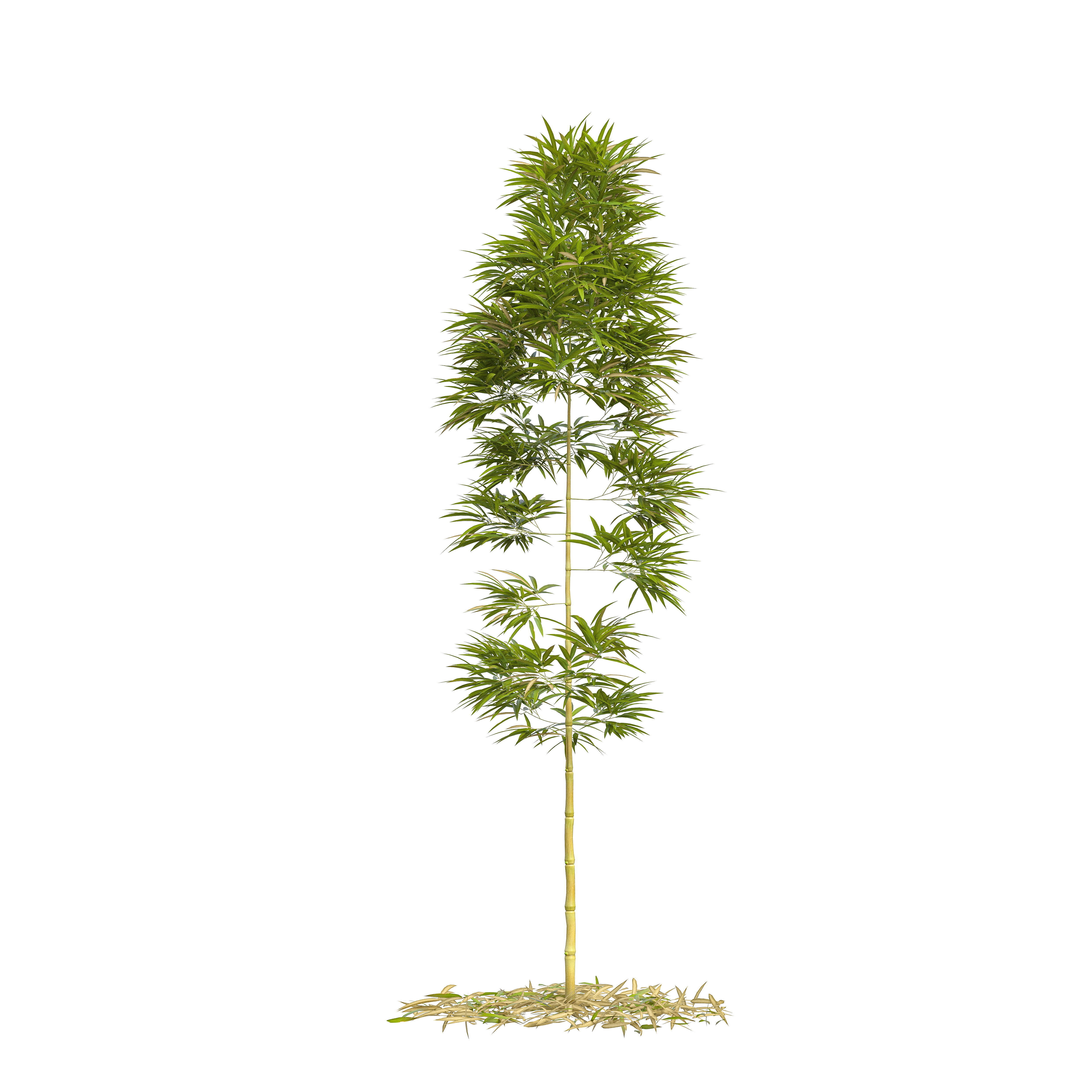 Bamboo Phyllostachys Aurea 3m 3D model_16