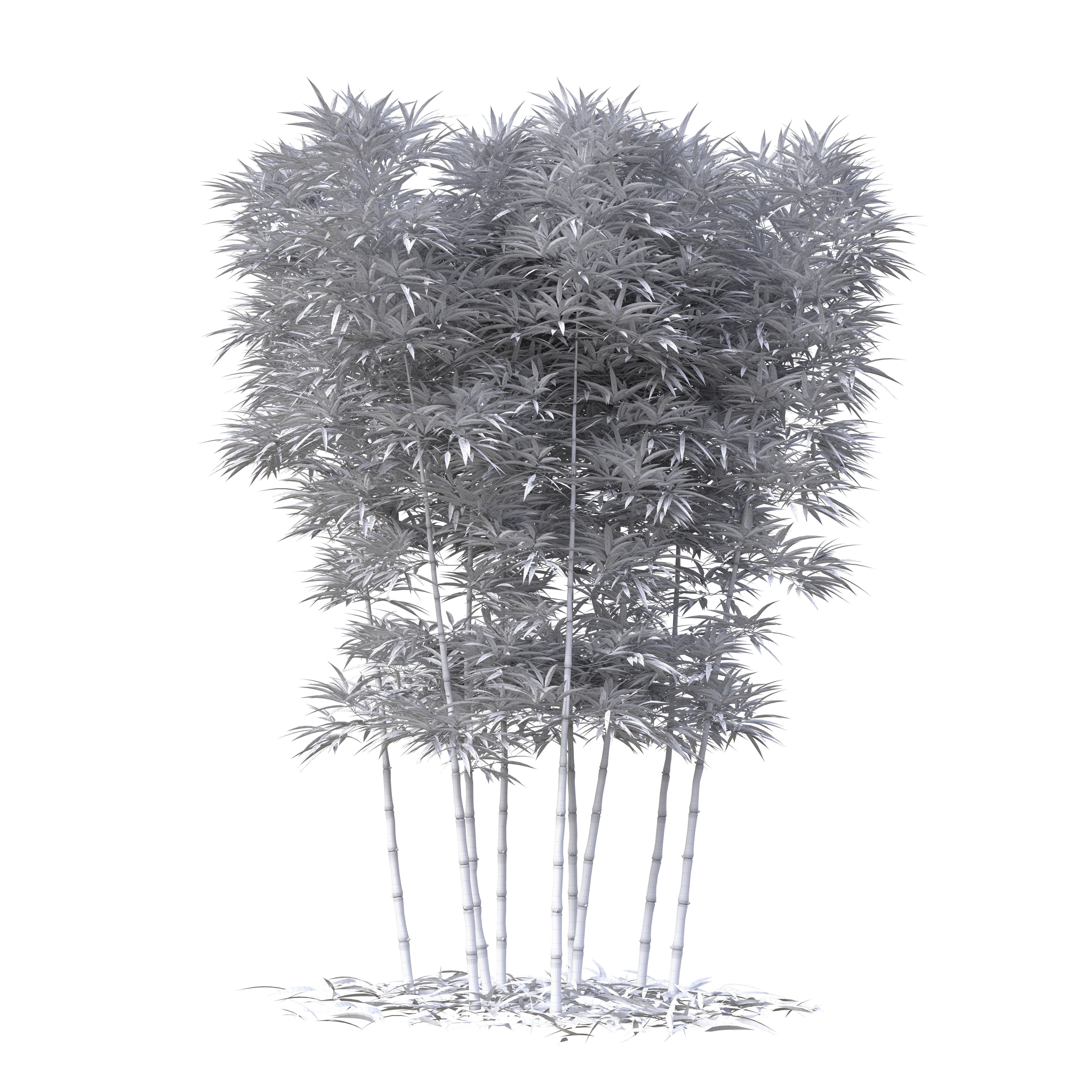 Bamboo Phyllostachys Aurea 3m 3D model_26