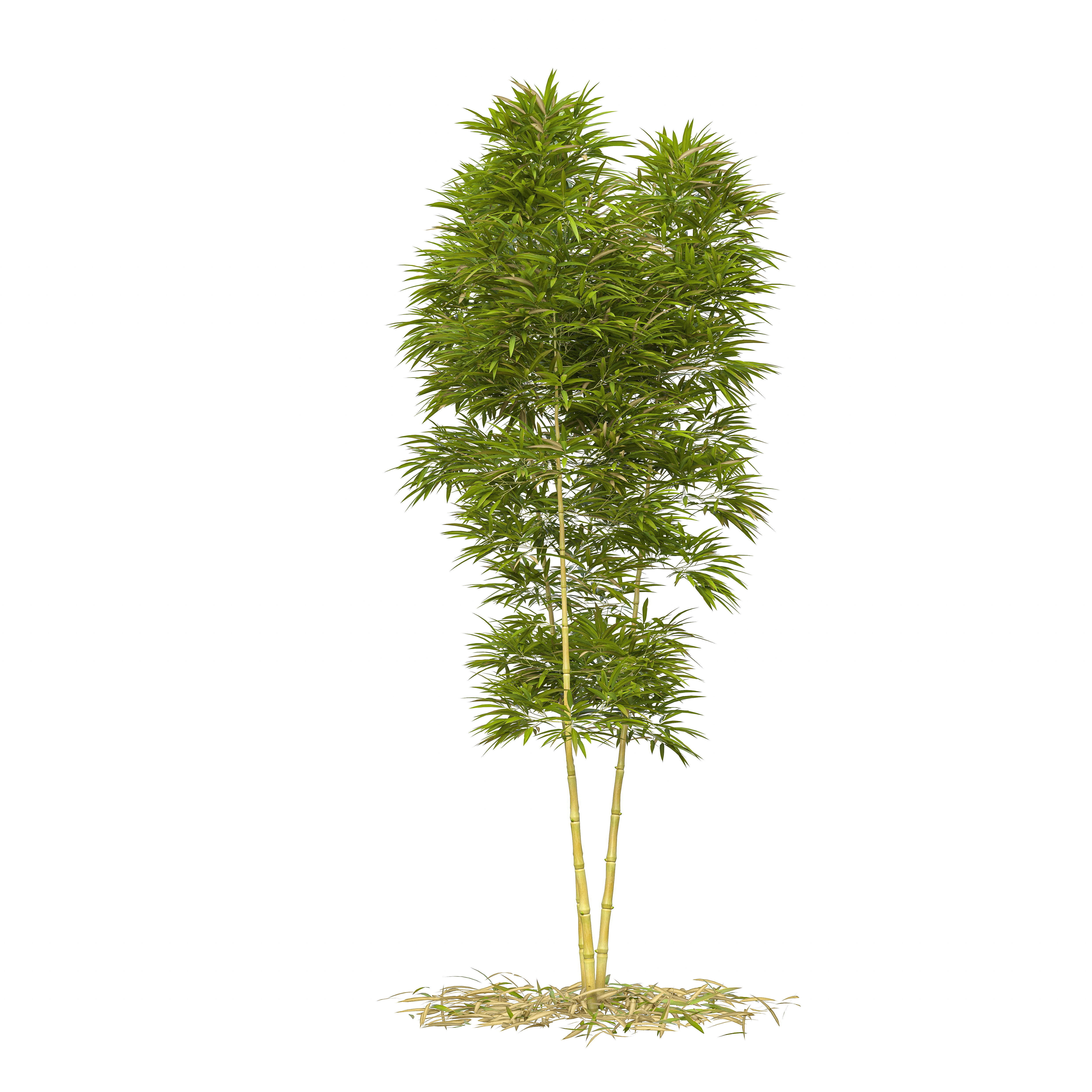 Bamboo Phyllostachys Aurea 3m 3D model_42