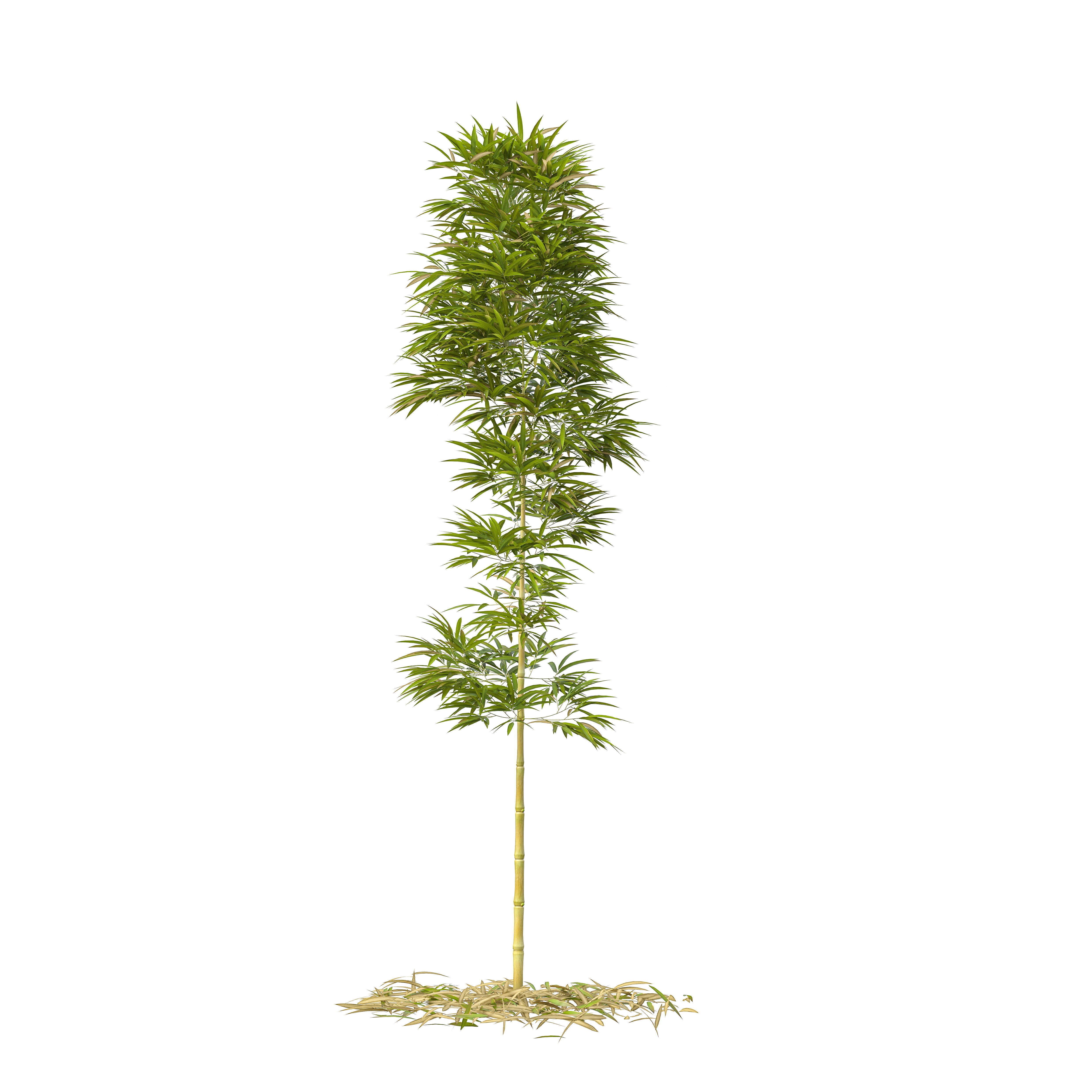 Bamboo Phyllostachys Aurea 3m 3D model_22