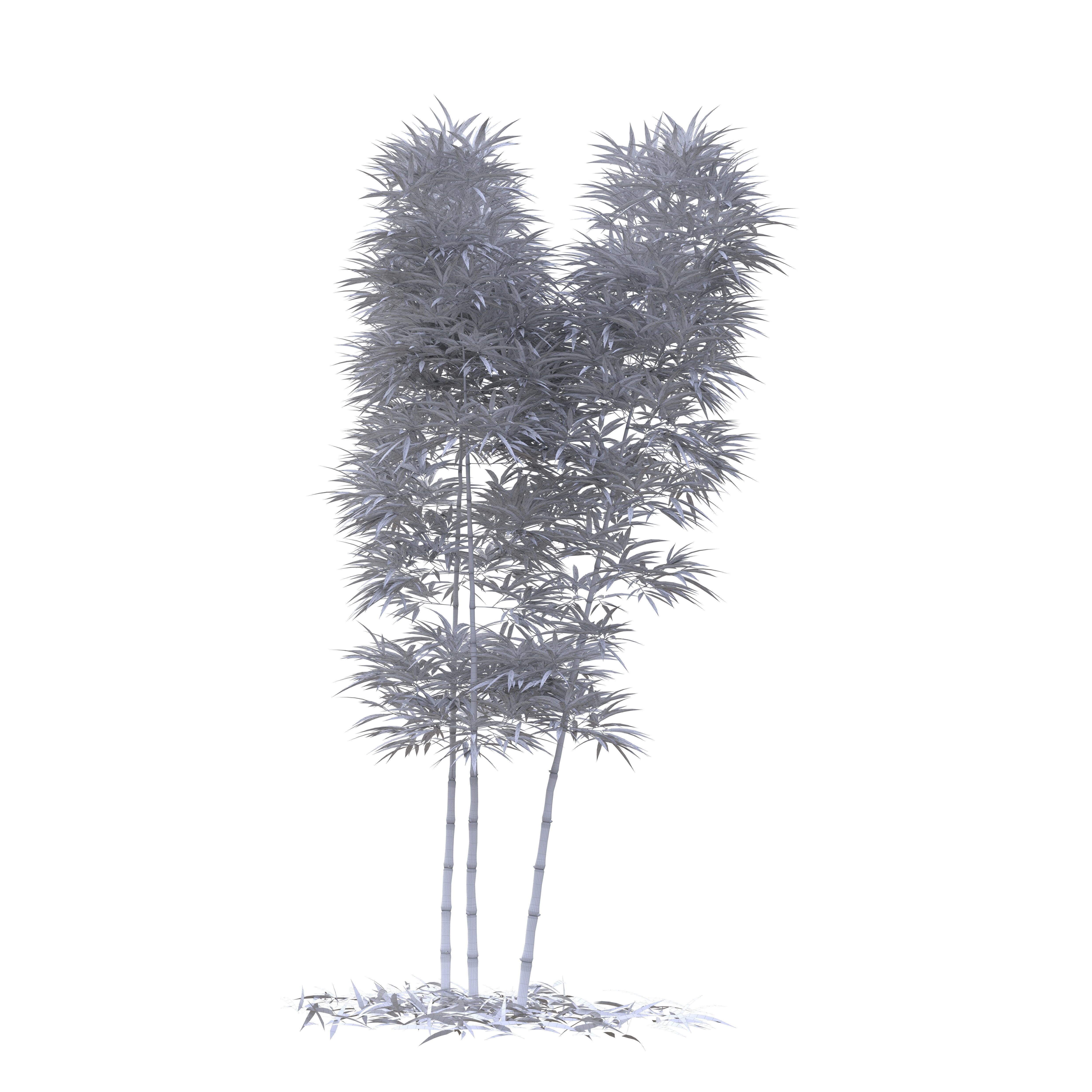 Bamboo Phyllostachys Aurea 3m 3D model_37