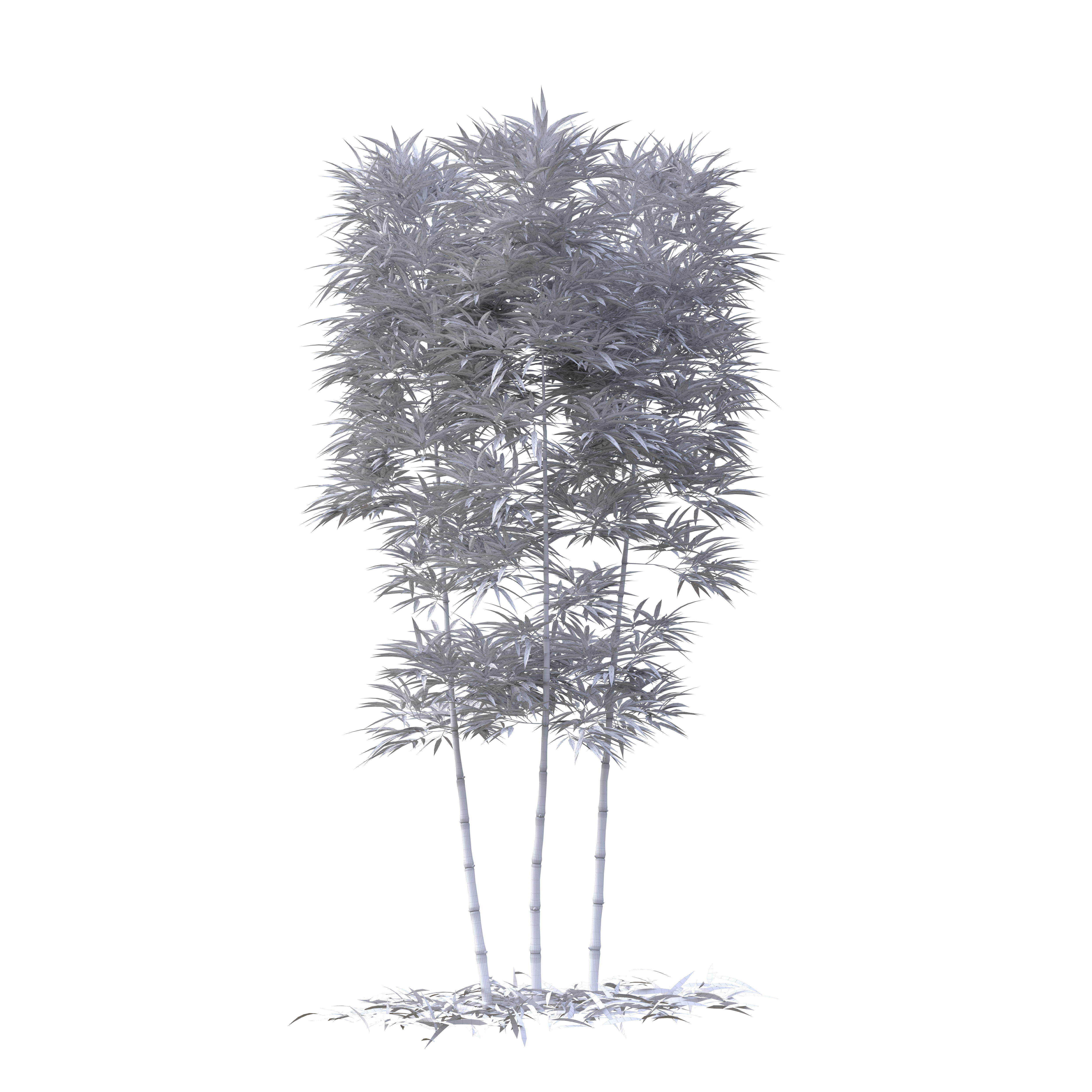 Bamboo Phyllostachys Aurea 3m 3D model_31