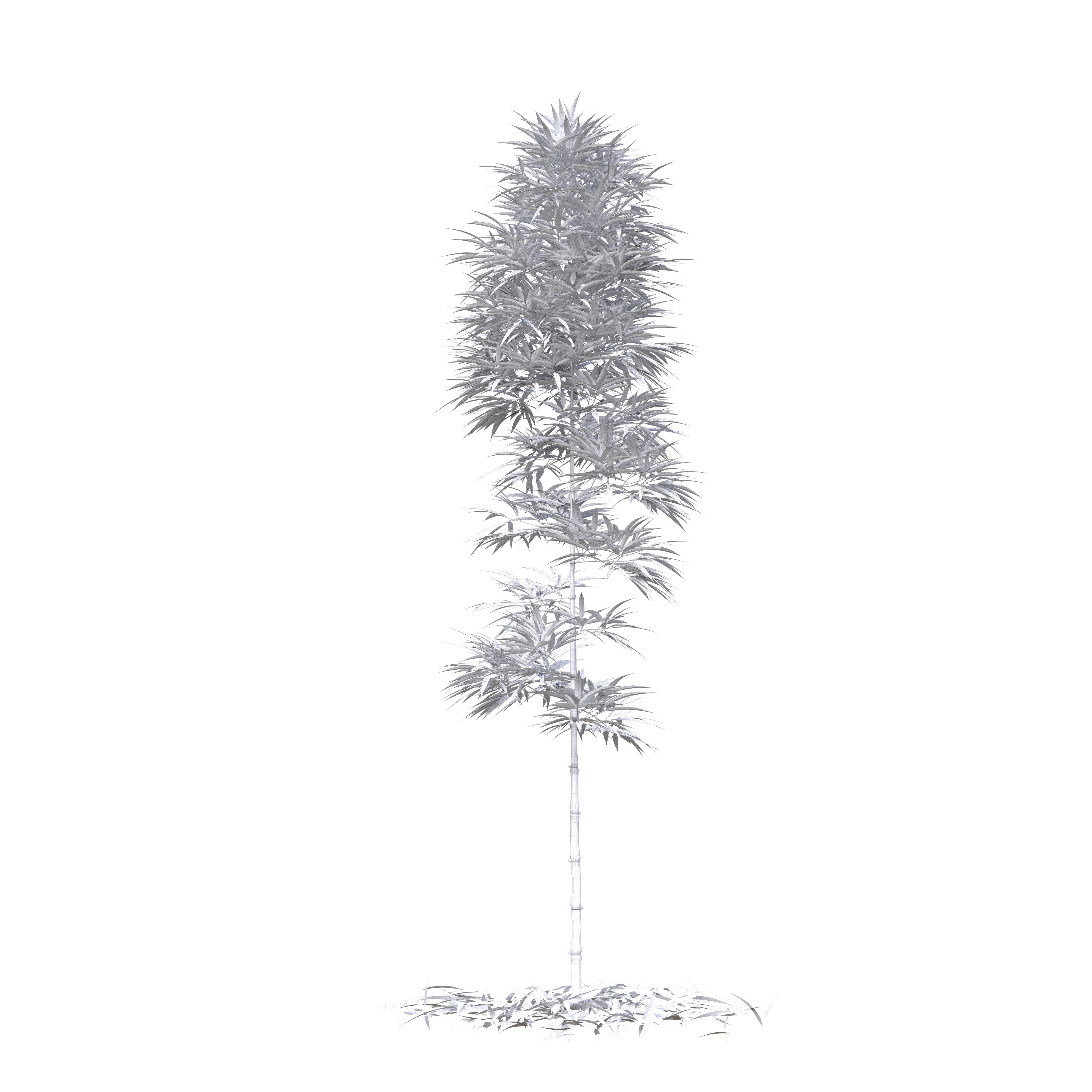 Bamboo Phyllostachys Aurea 3m 3D model_41