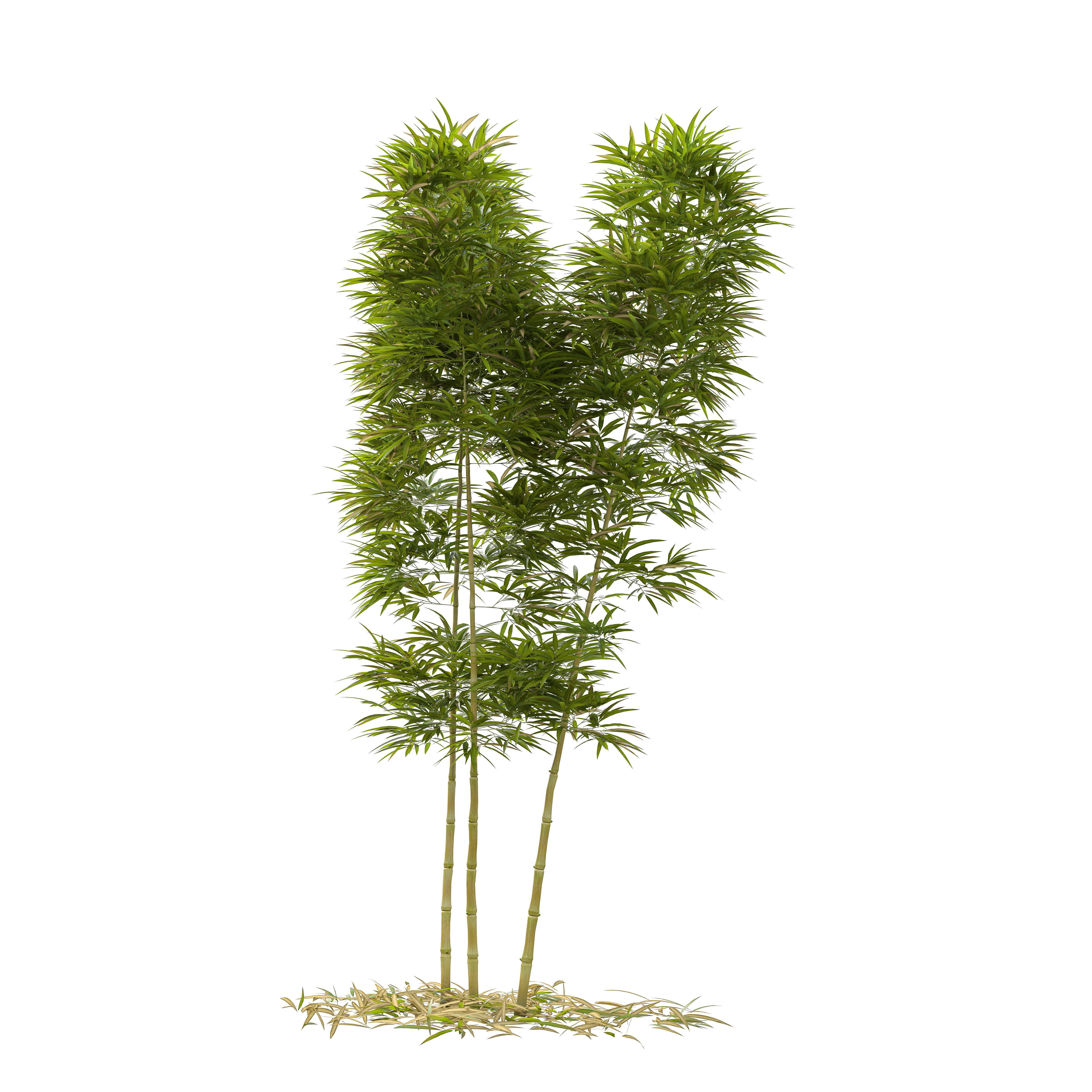 Bamboo Phyllostachys Aurea 3m 3D model_36