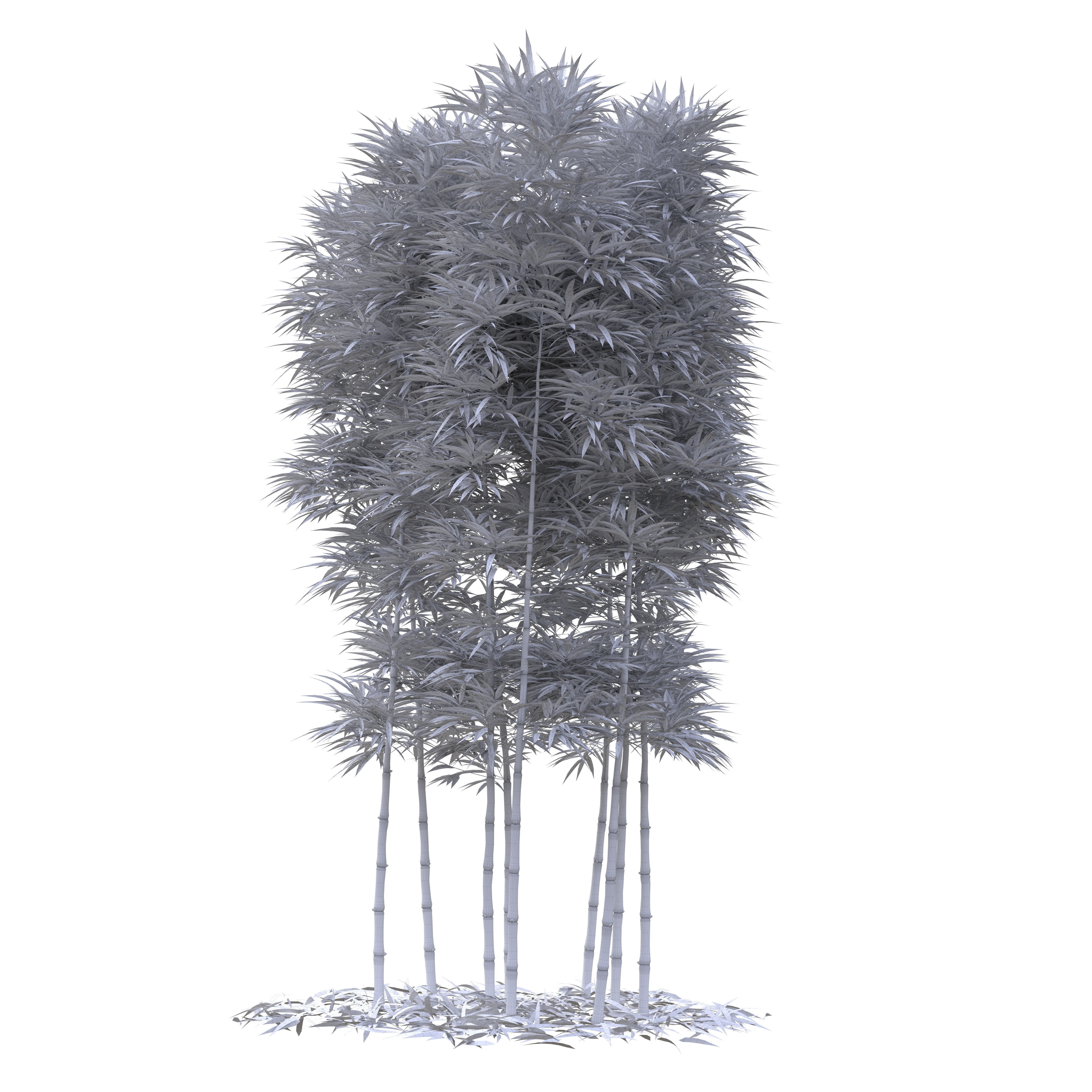 Bamboo Phyllostachys Aurea 3m 3D model_38