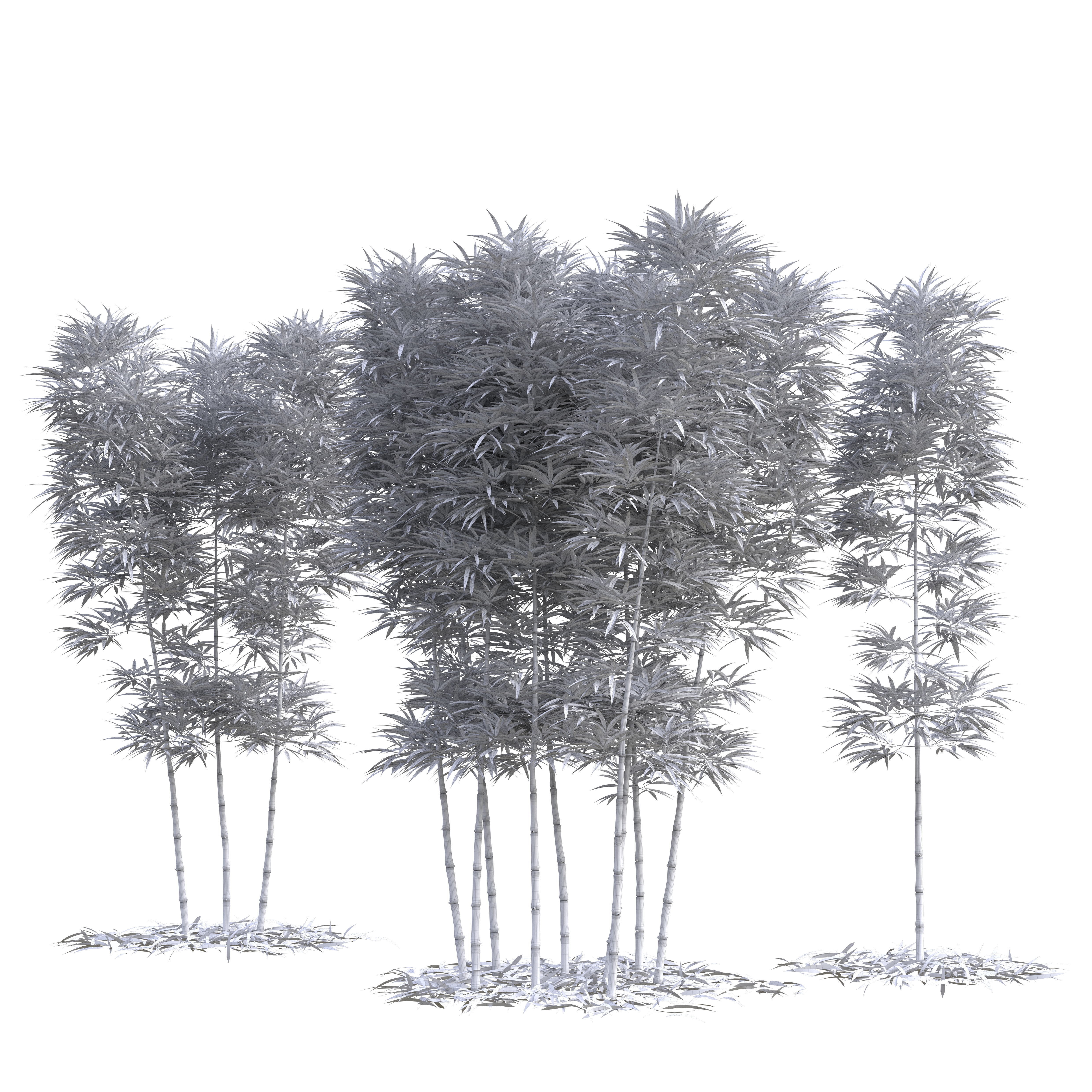 Bamboo Phyllostachys Aurea 3m 3D model_1