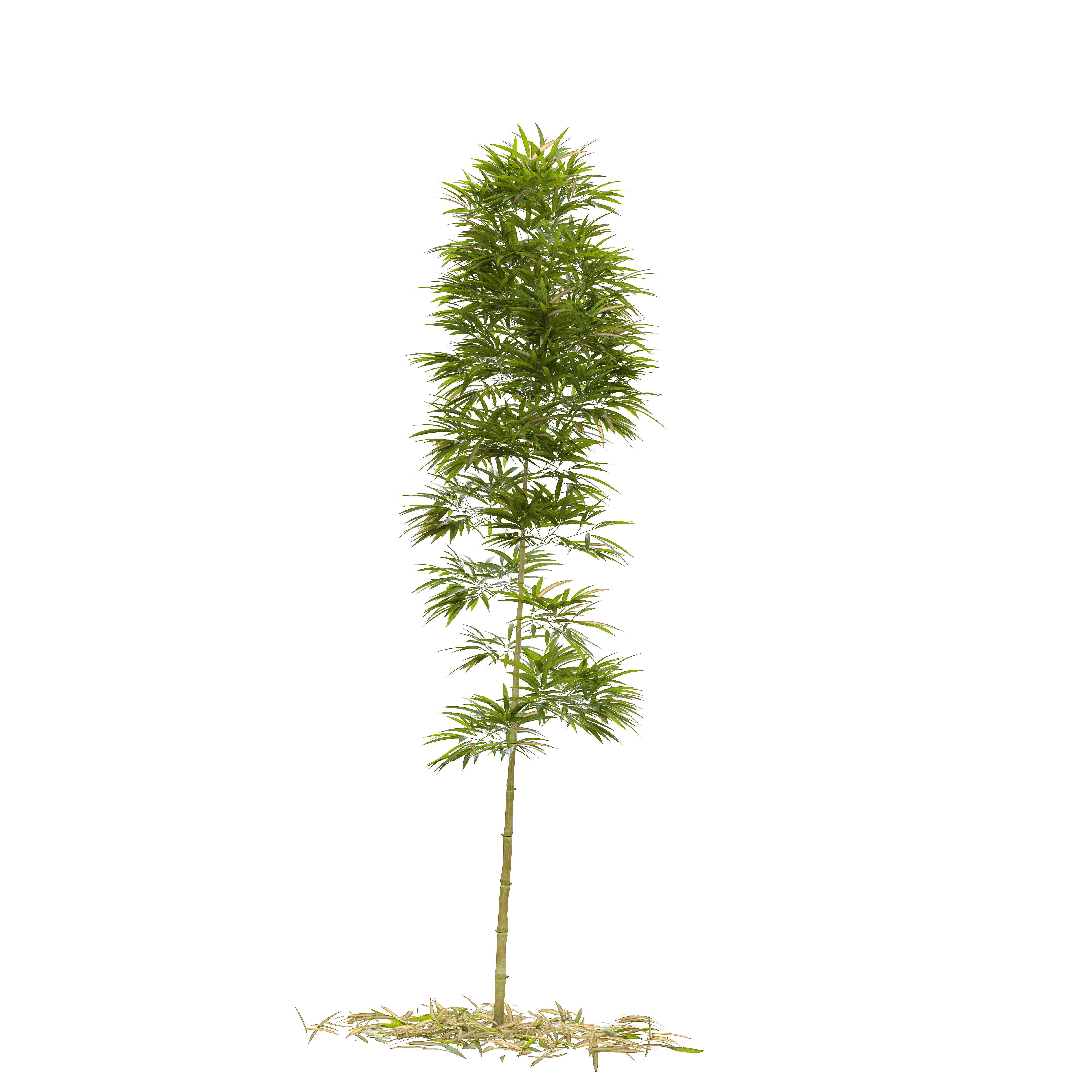 Bamboo Phyllostachys Aurea 3m 3D model_46