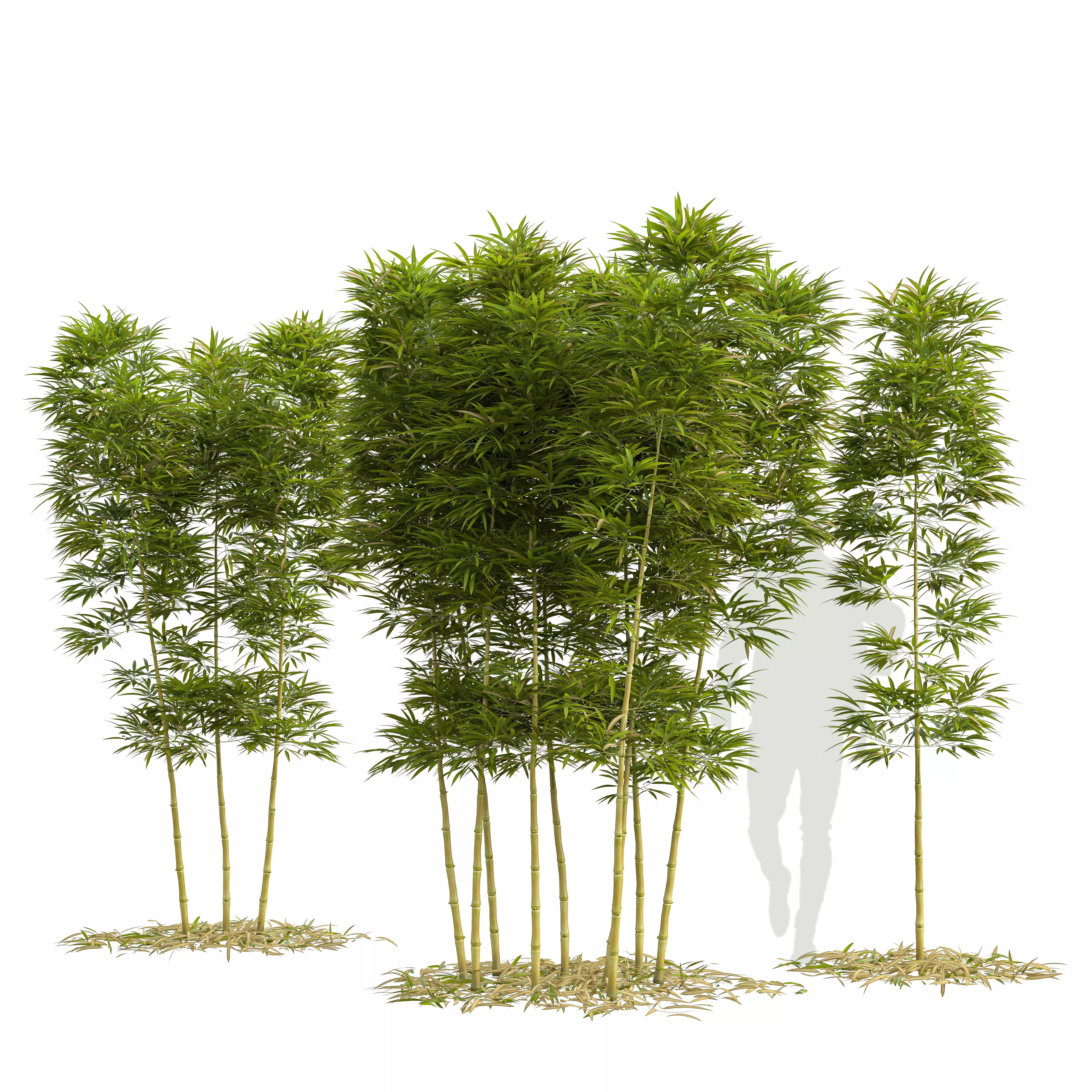 Bamboo Phyllostachys Aurea 3m 3D model_0