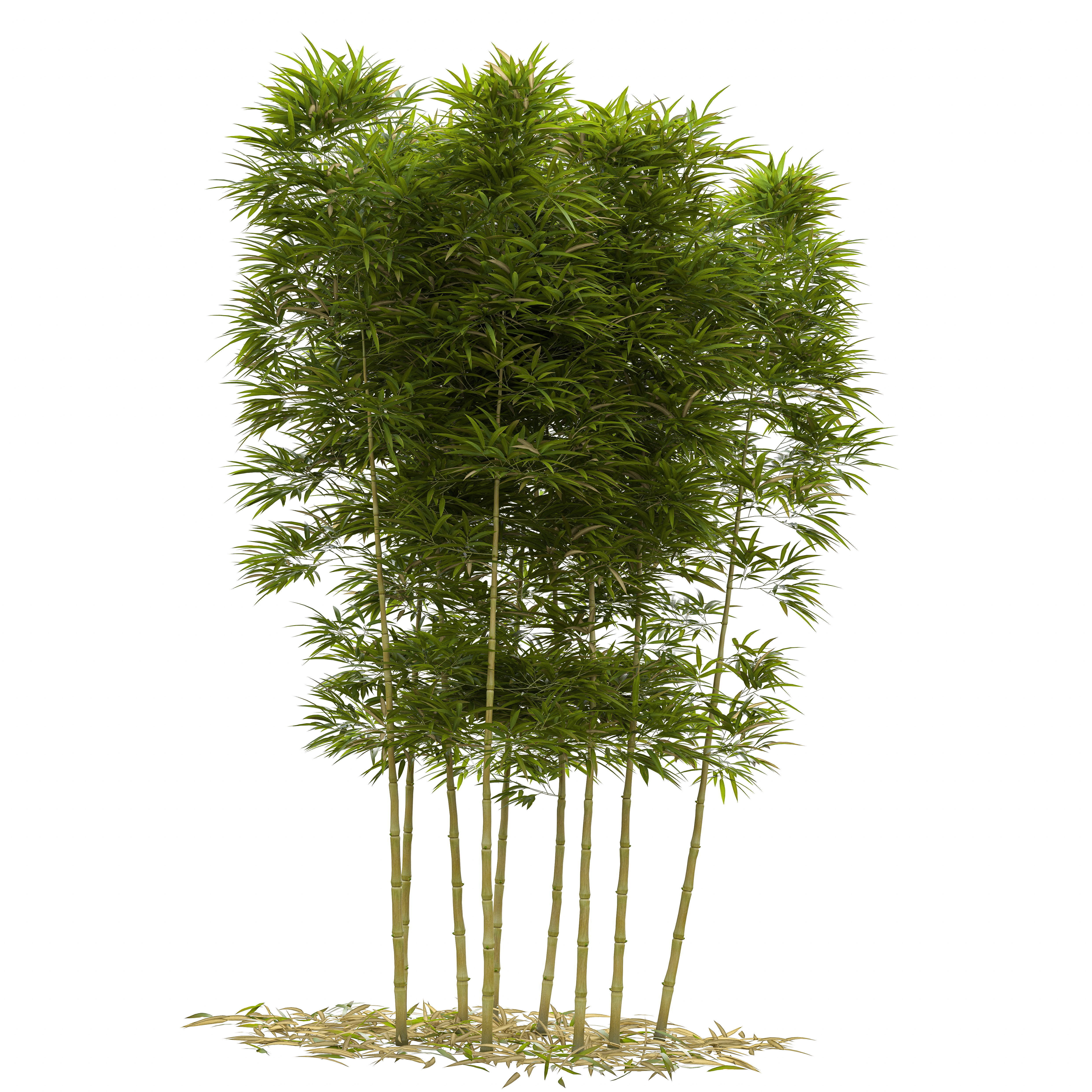 Bamboo Phyllostachys Aurea 3m 3D model_45