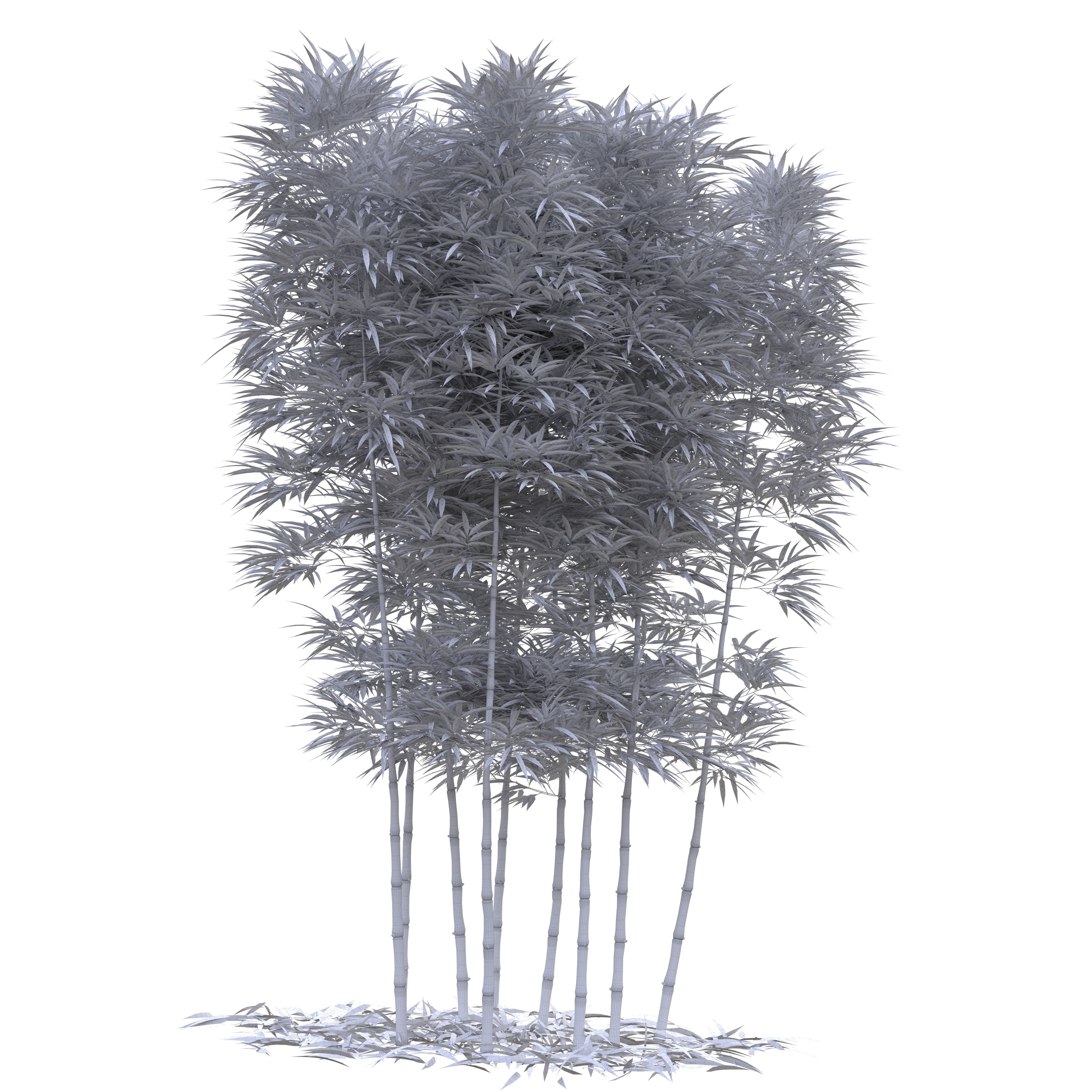 Bamboo Phyllostachys Aurea 3m 3D model_50