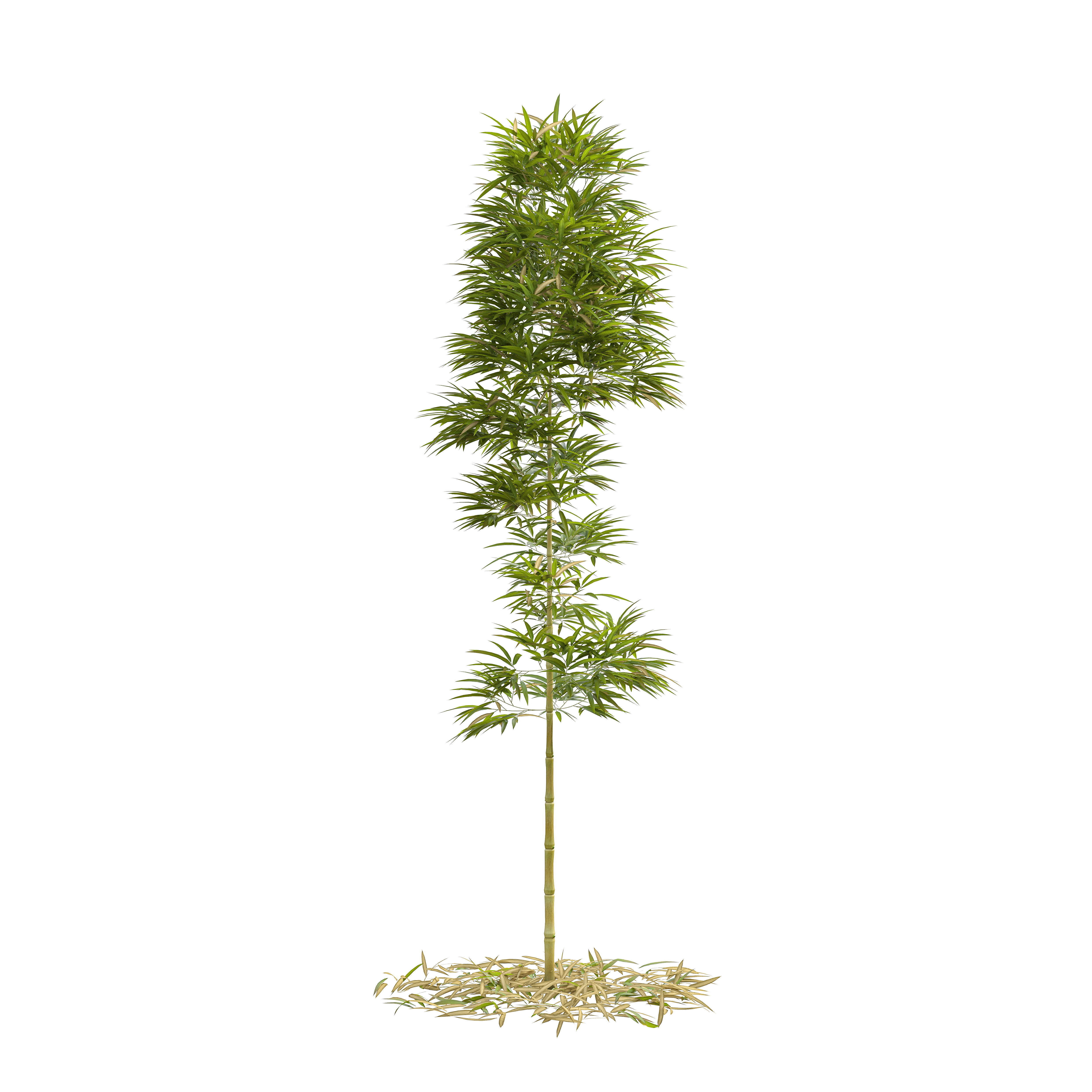 Bamboo Phyllostachys Aurea 3m 3D model_4
