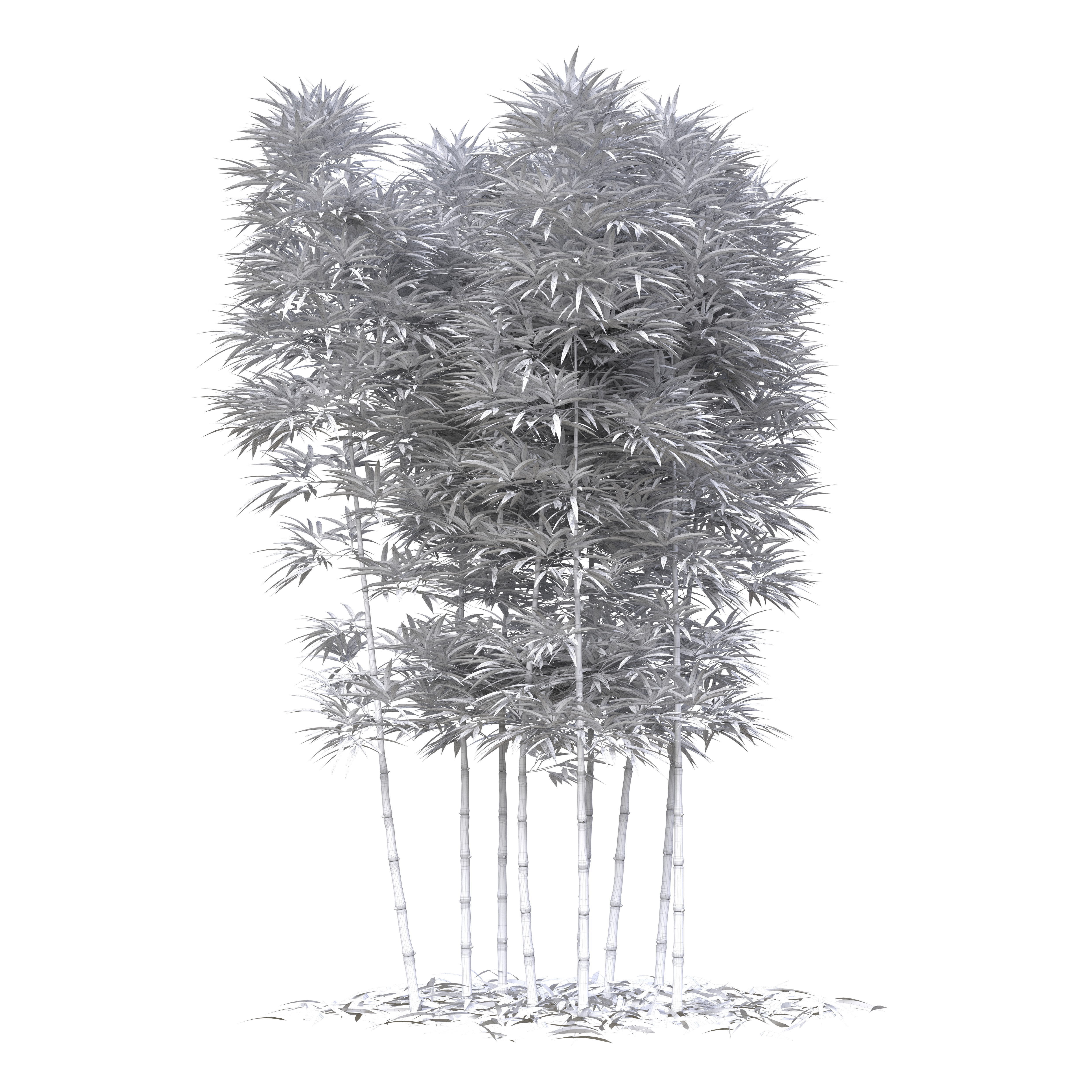 Bamboo Phyllostachys Aurea 3m 3D model_44