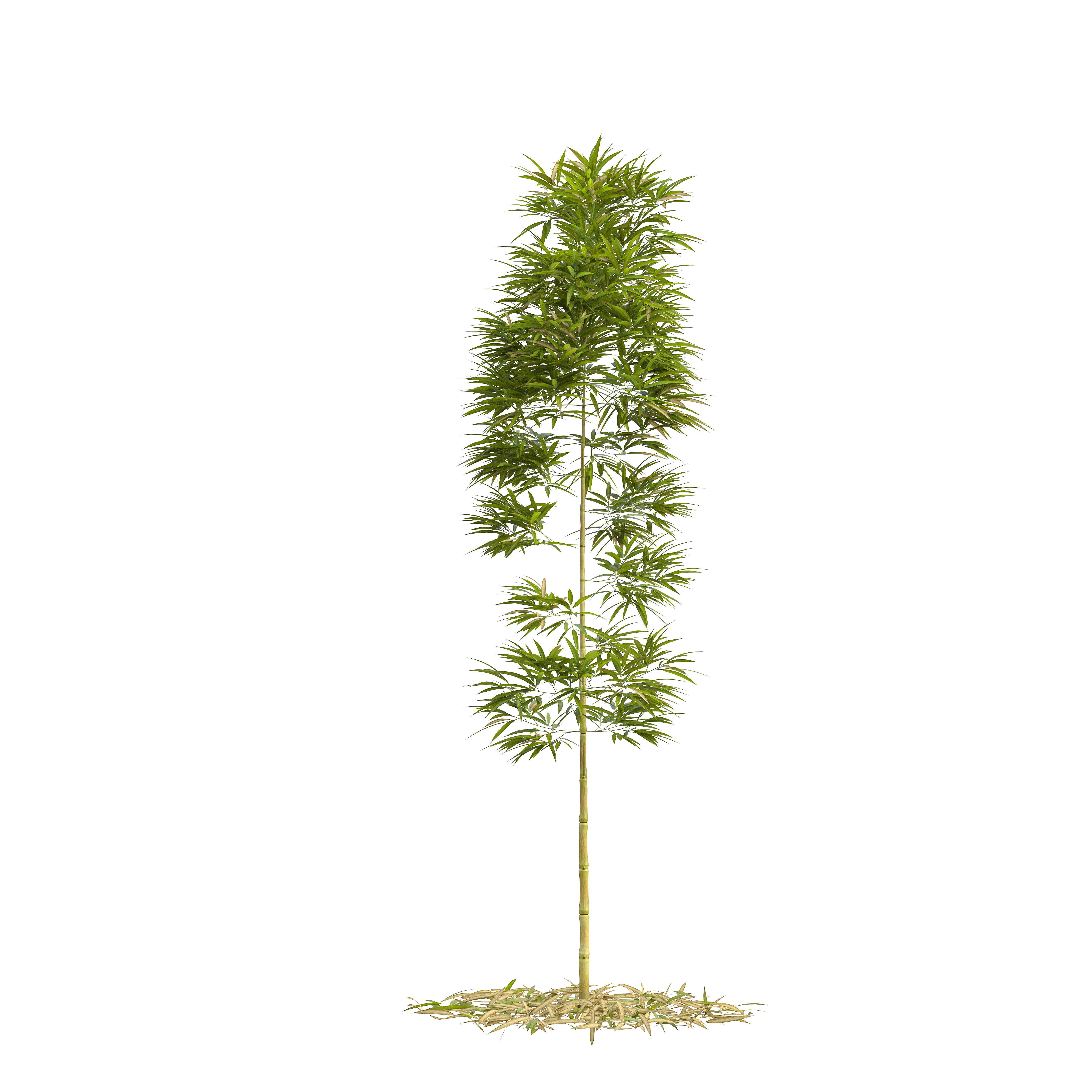 Bamboo Phyllostachys Aurea 3m 3D model_10