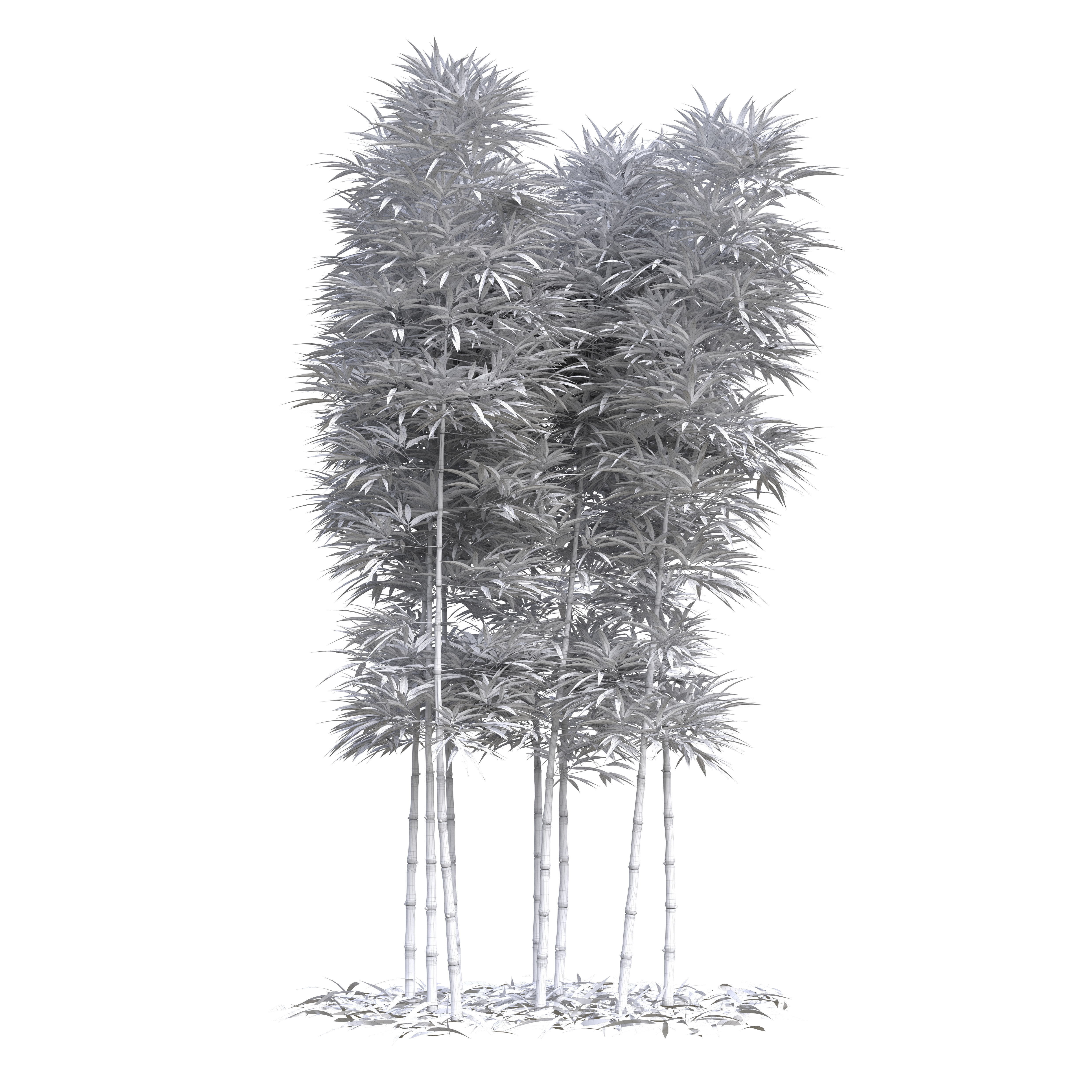 Bamboo Phyllostachys Aurea 3m 3D model_20