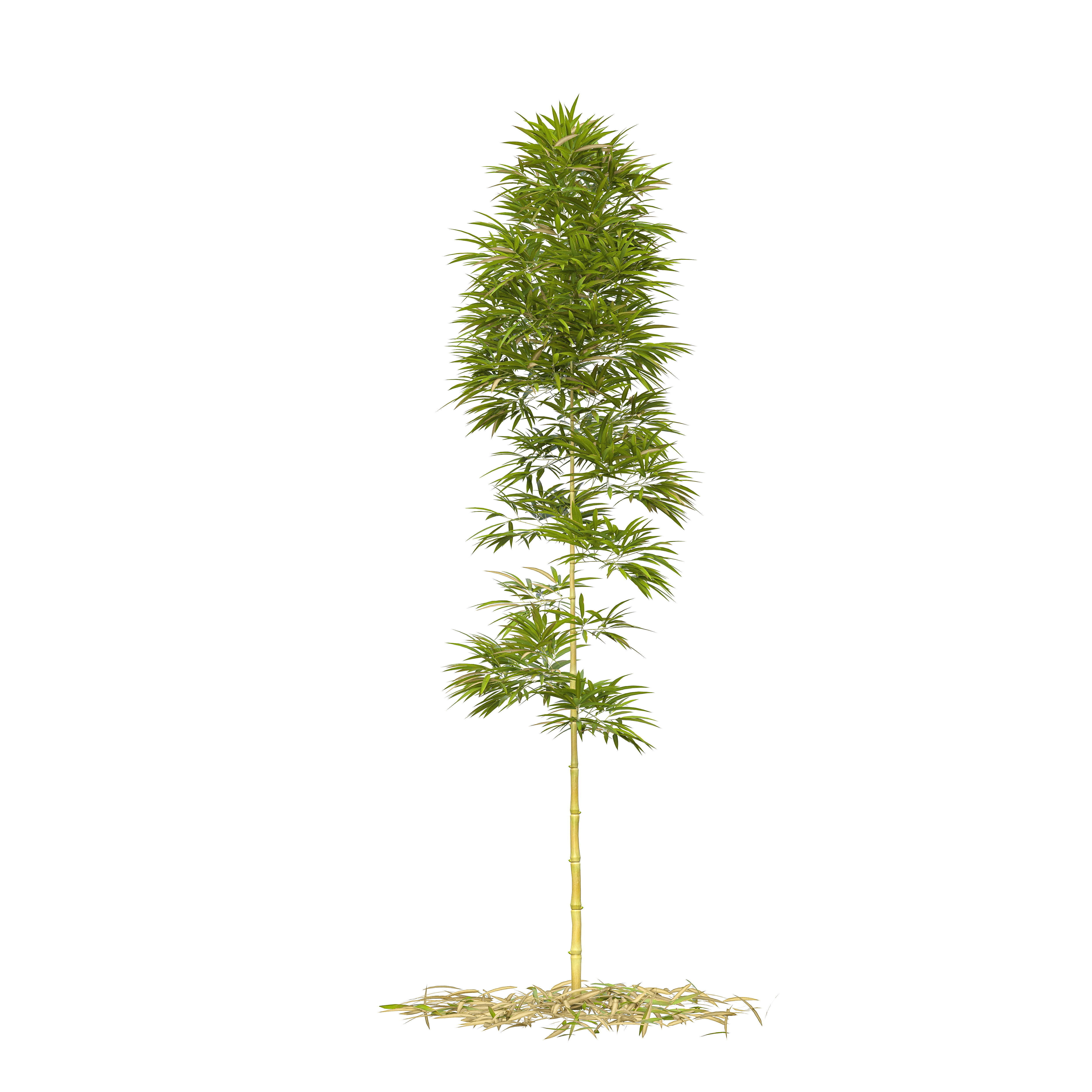 Bamboo Phyllostachys Aurea 3m 3D model_40