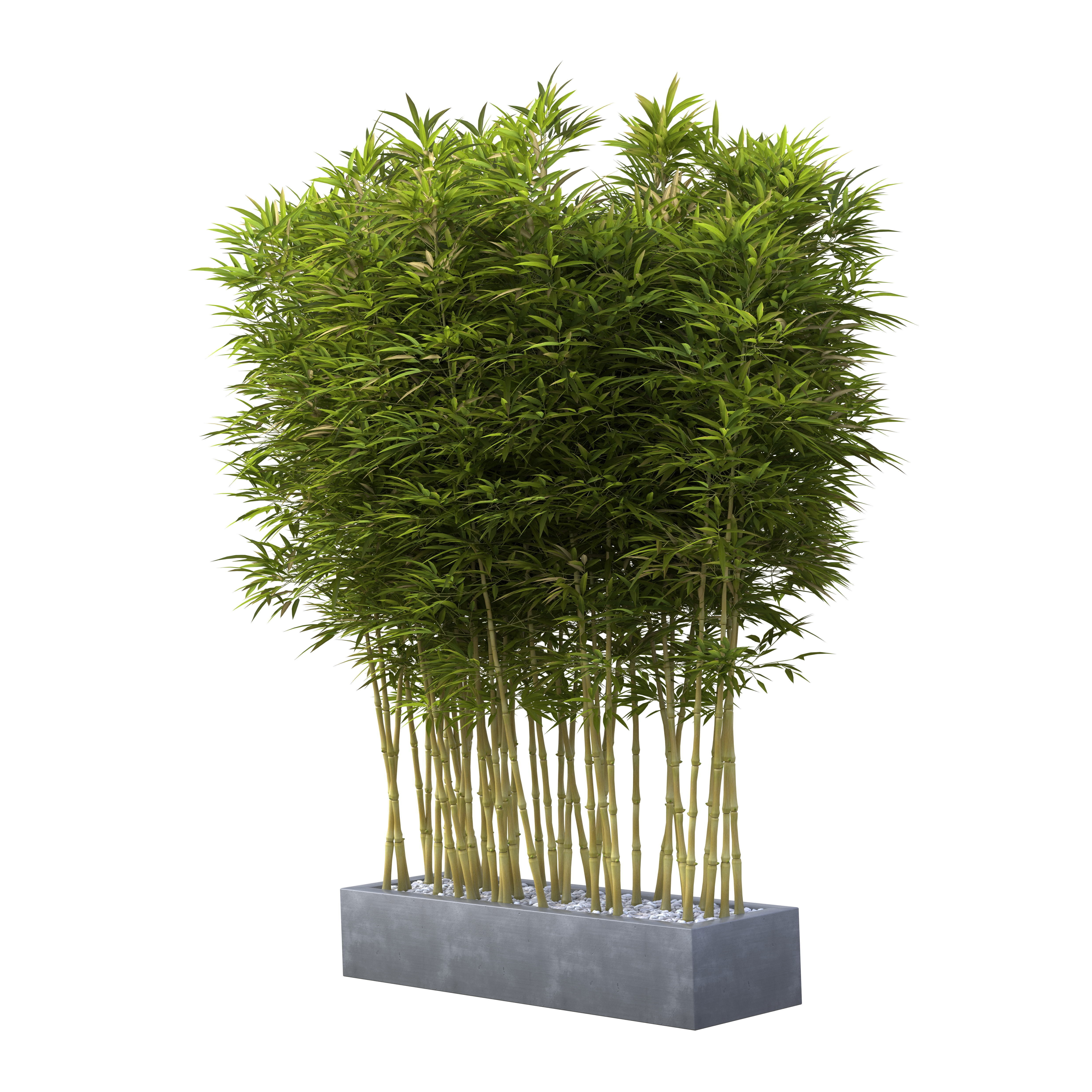 Bamboo Phyllostachys Aurea in a flowerpot 3D model_10