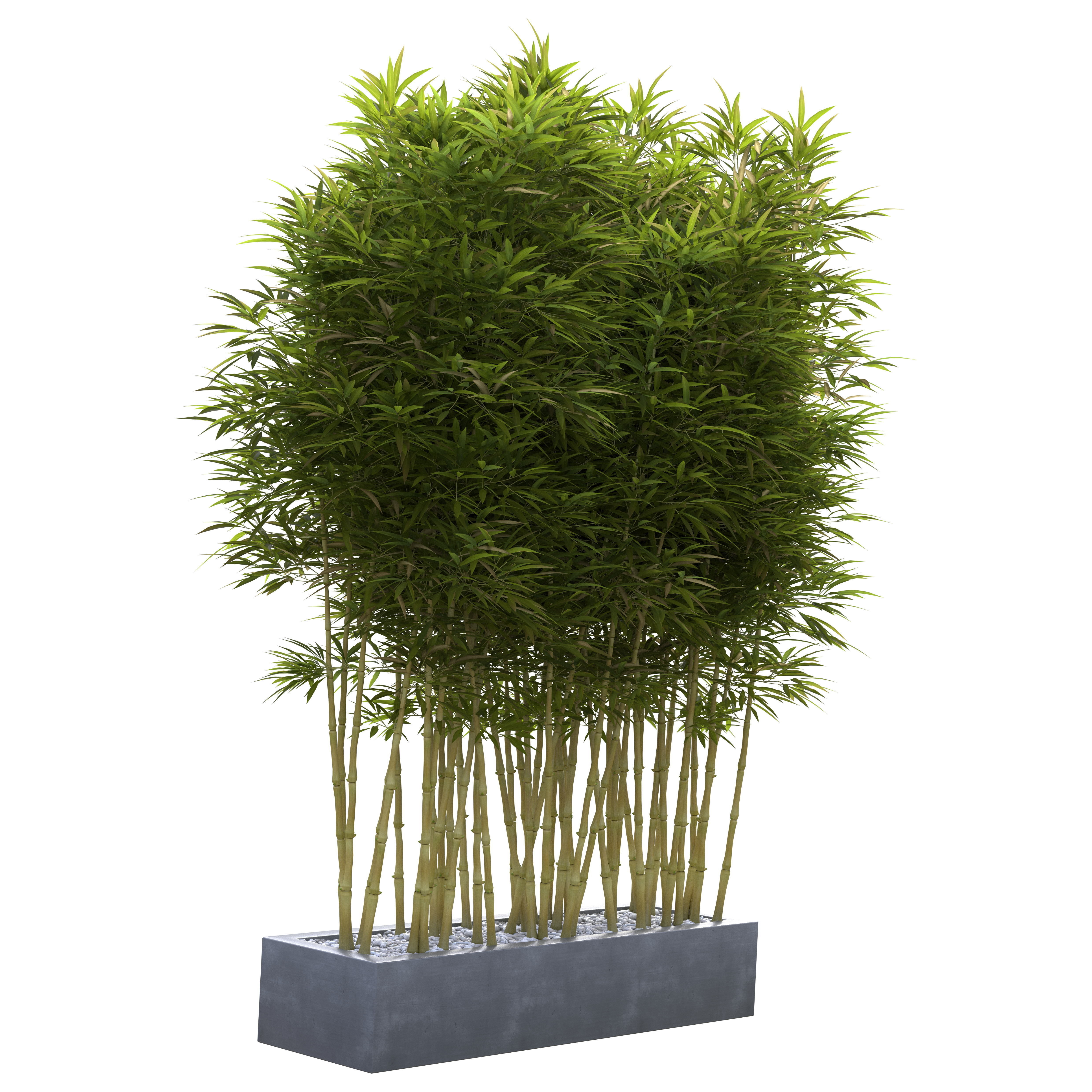 Bamboo Phyllostachys Aurea in a flowerpot 3D model_16