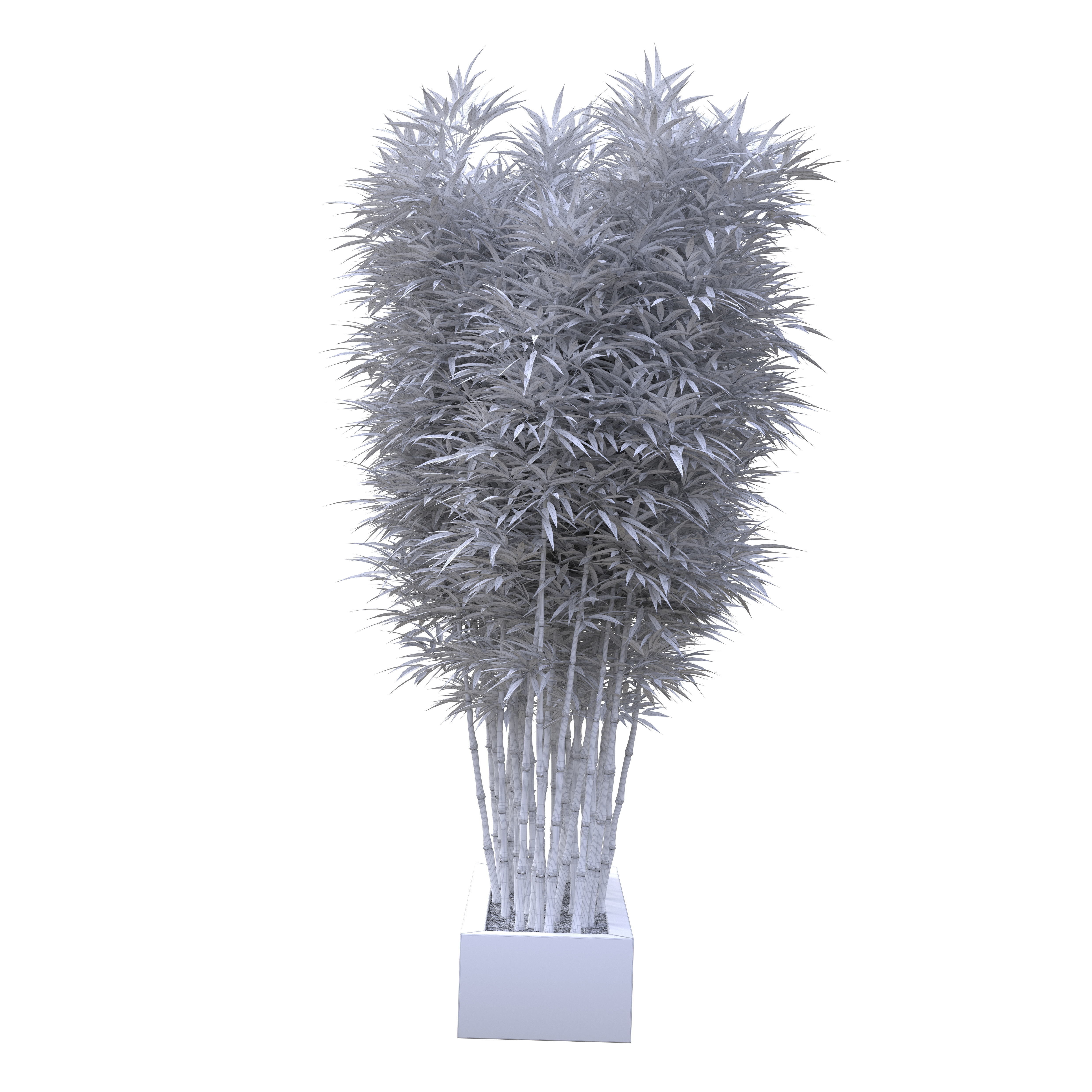 Bamboo Phyllostachys Aurea in a flowerpot 3D model_13