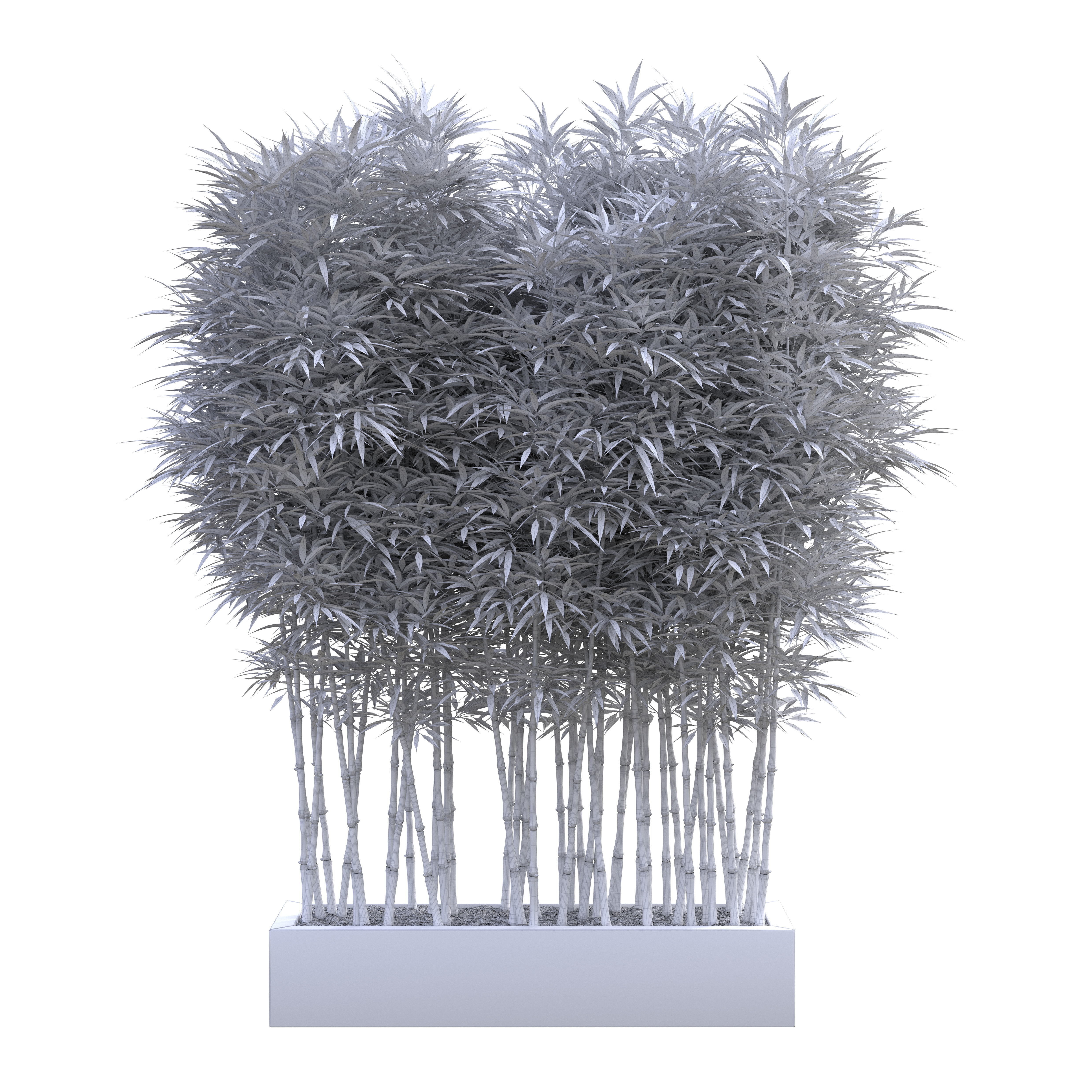 Bamboo Phyllostachys Aurea in a flowerpot 3D model_3