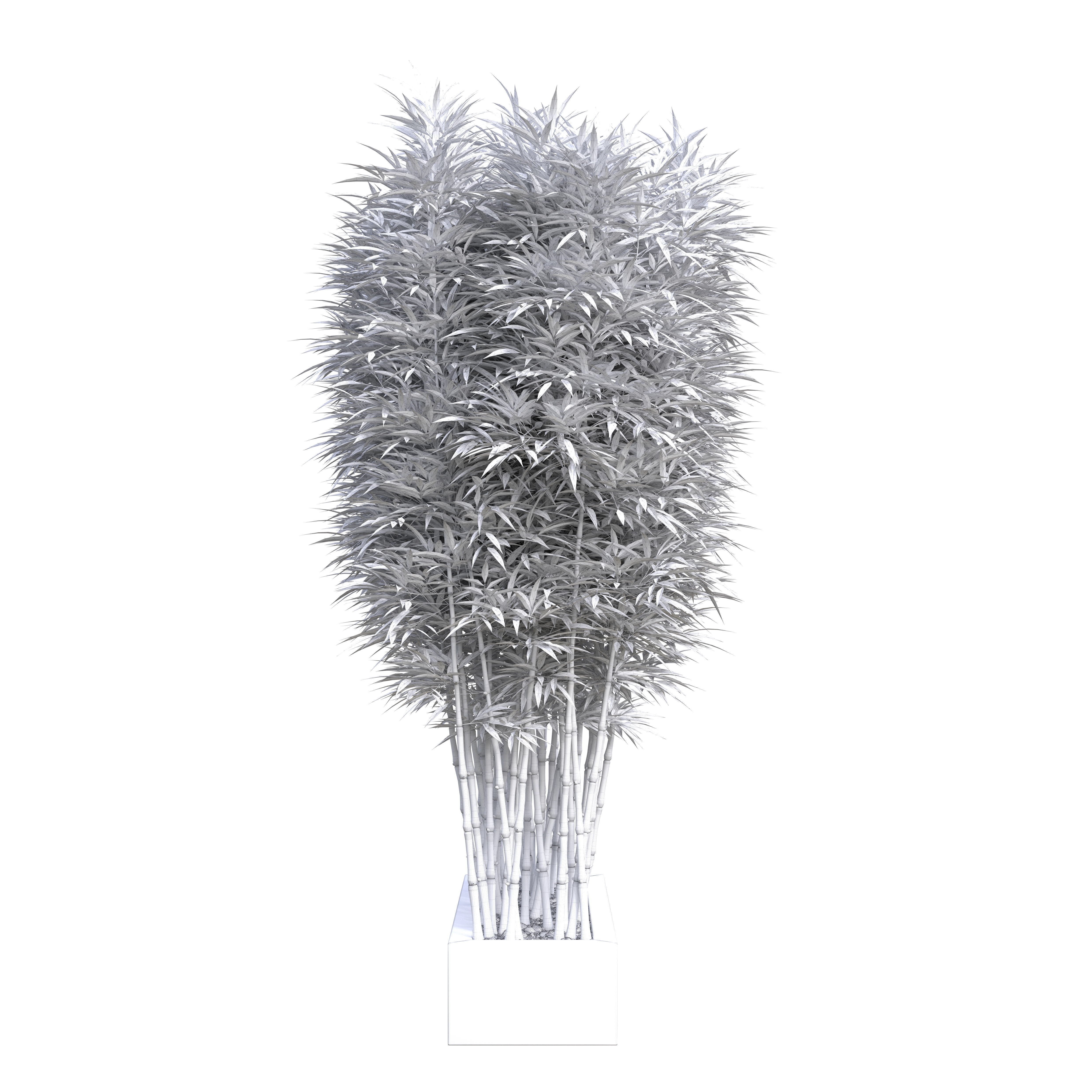 Bamboo Phyllostachys Aurea in a flowerpot 3D model_7