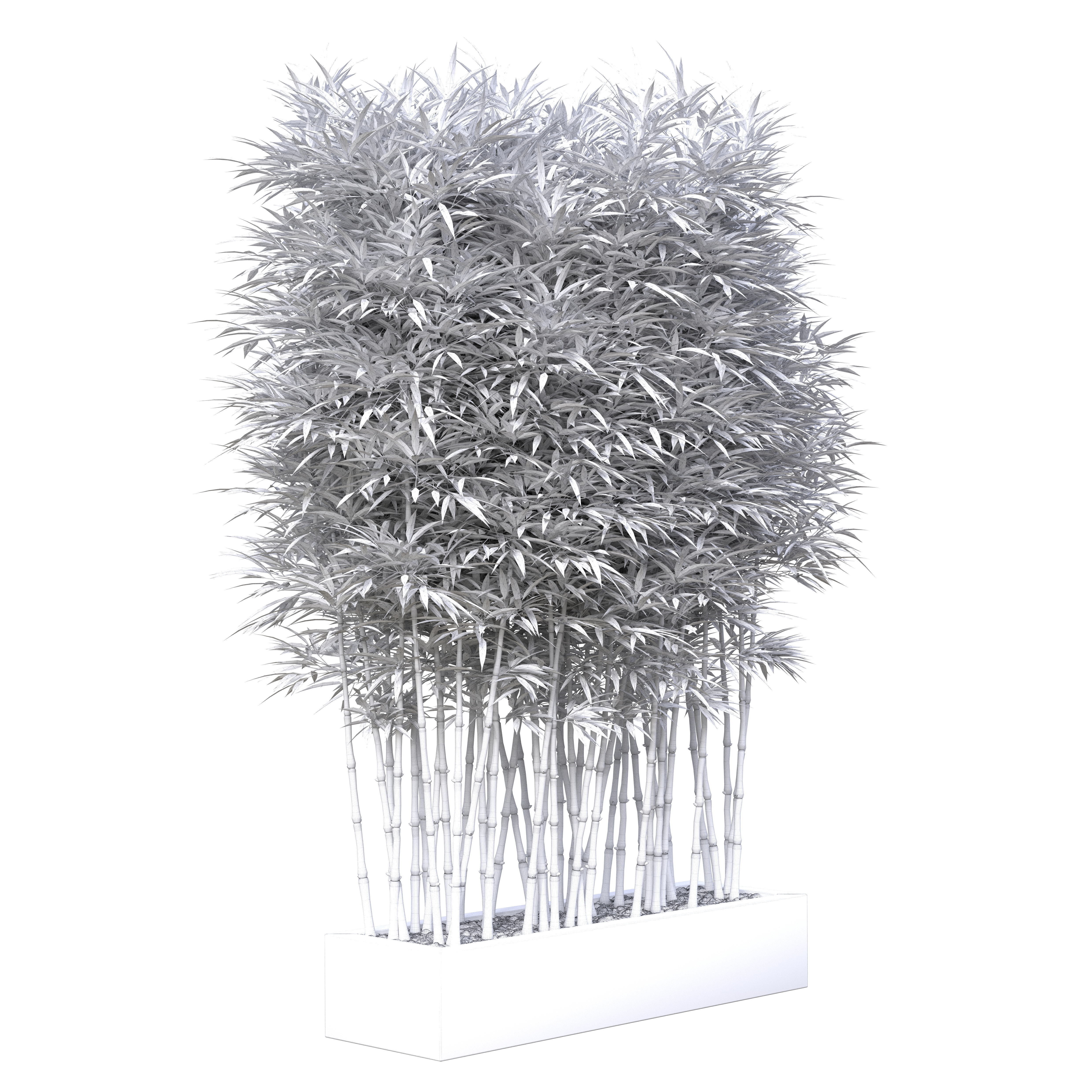 Bamboo Phyllostachys Aurea in a flowerpot 3D model_15