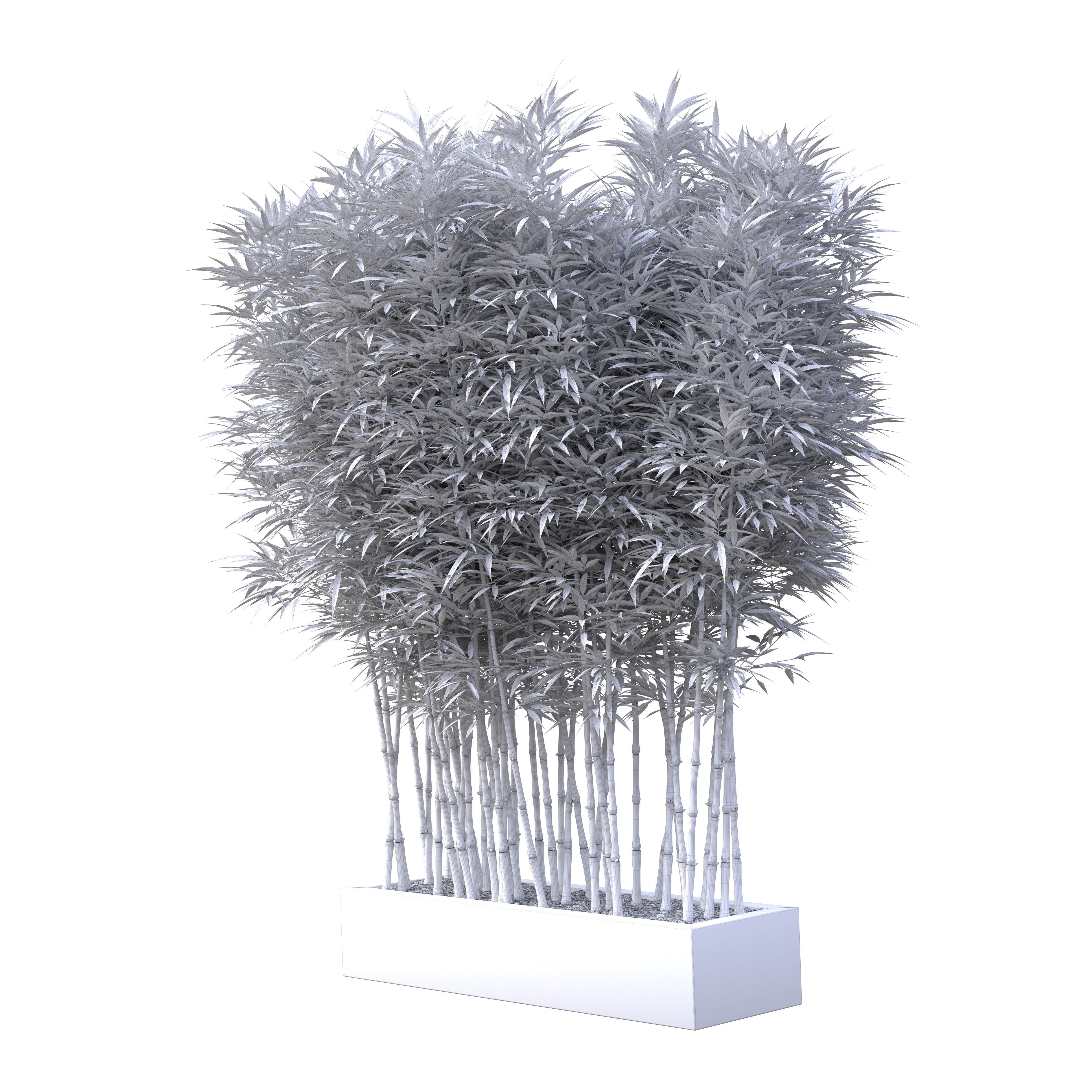 Bamboo Phyllostachys Aurea in a flowerpot 3D model_11