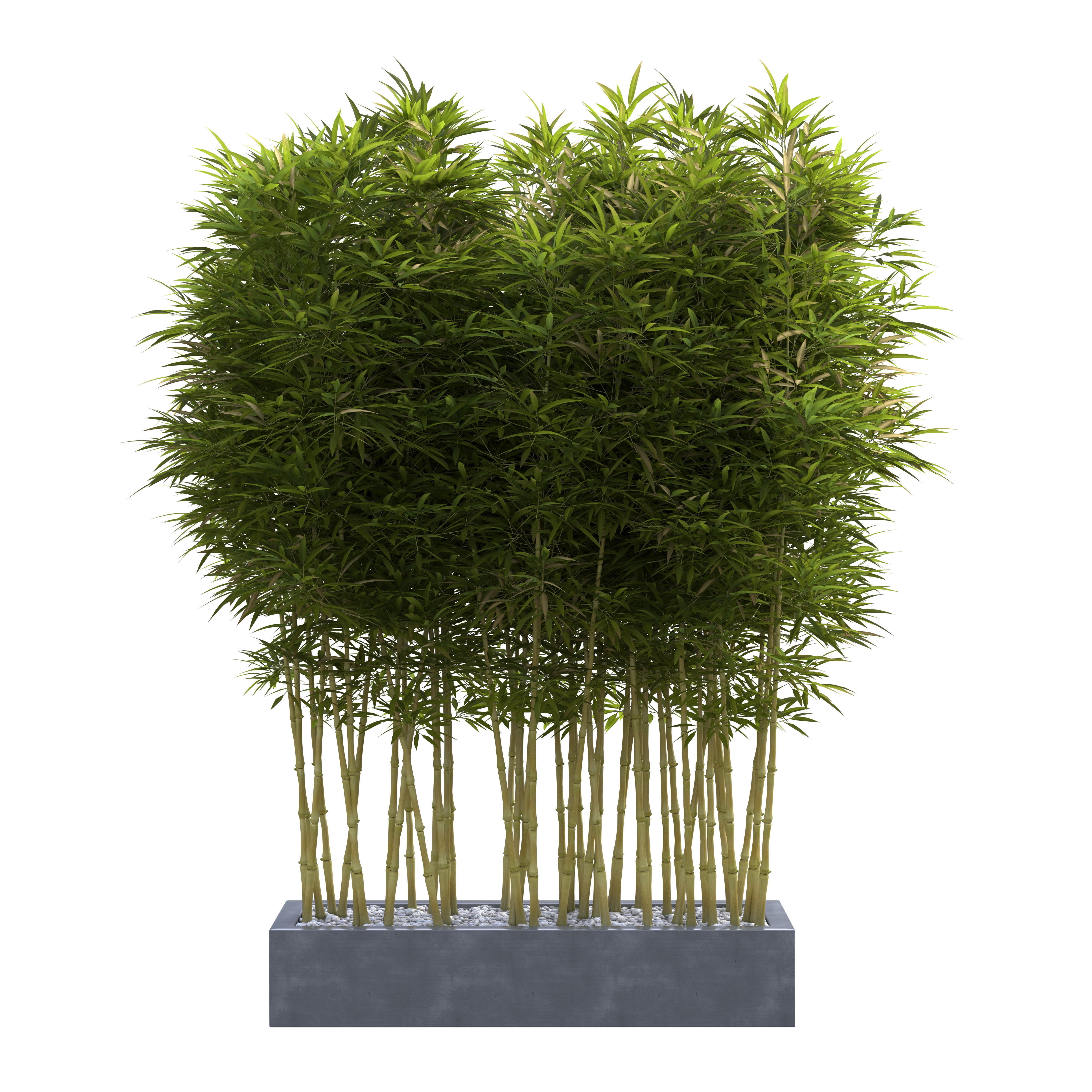 Bamboo Phyllostachys Aurea in a flowerpot 3D model_2