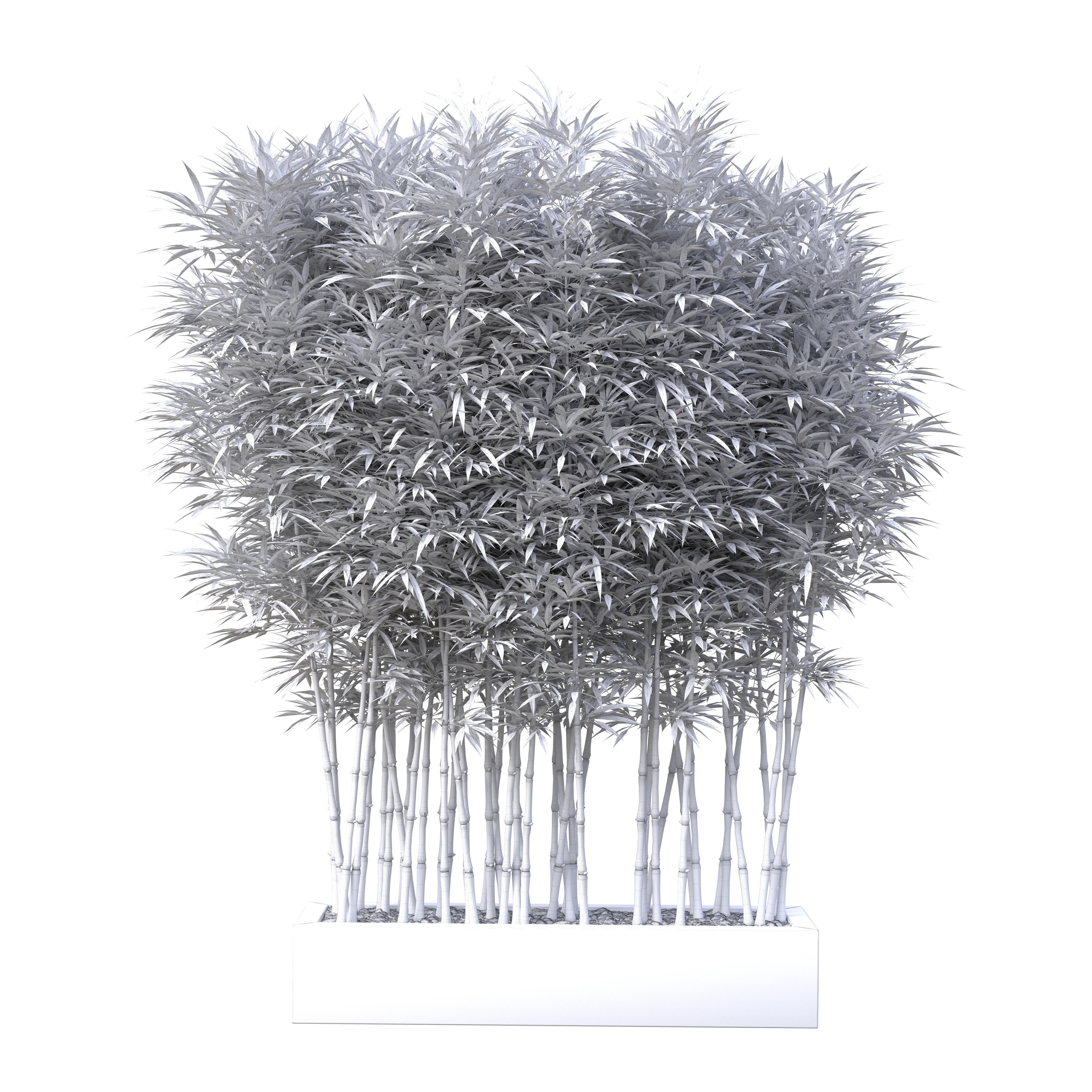 Bamboo Phyllostachys Aurea in a flowerpot 3D model_9