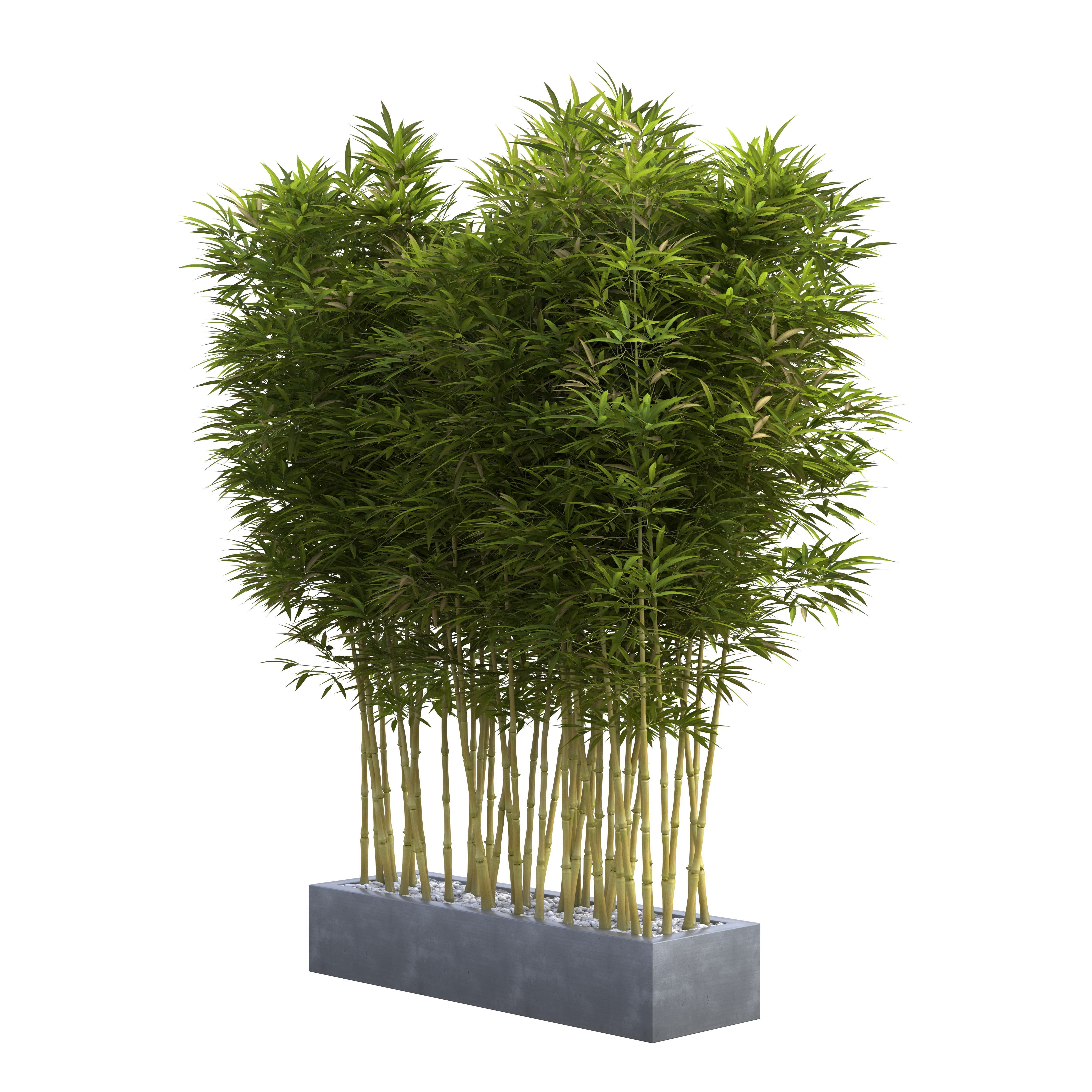Bamboo Phyllostachys Aurea in a flowerpot 3D model_4