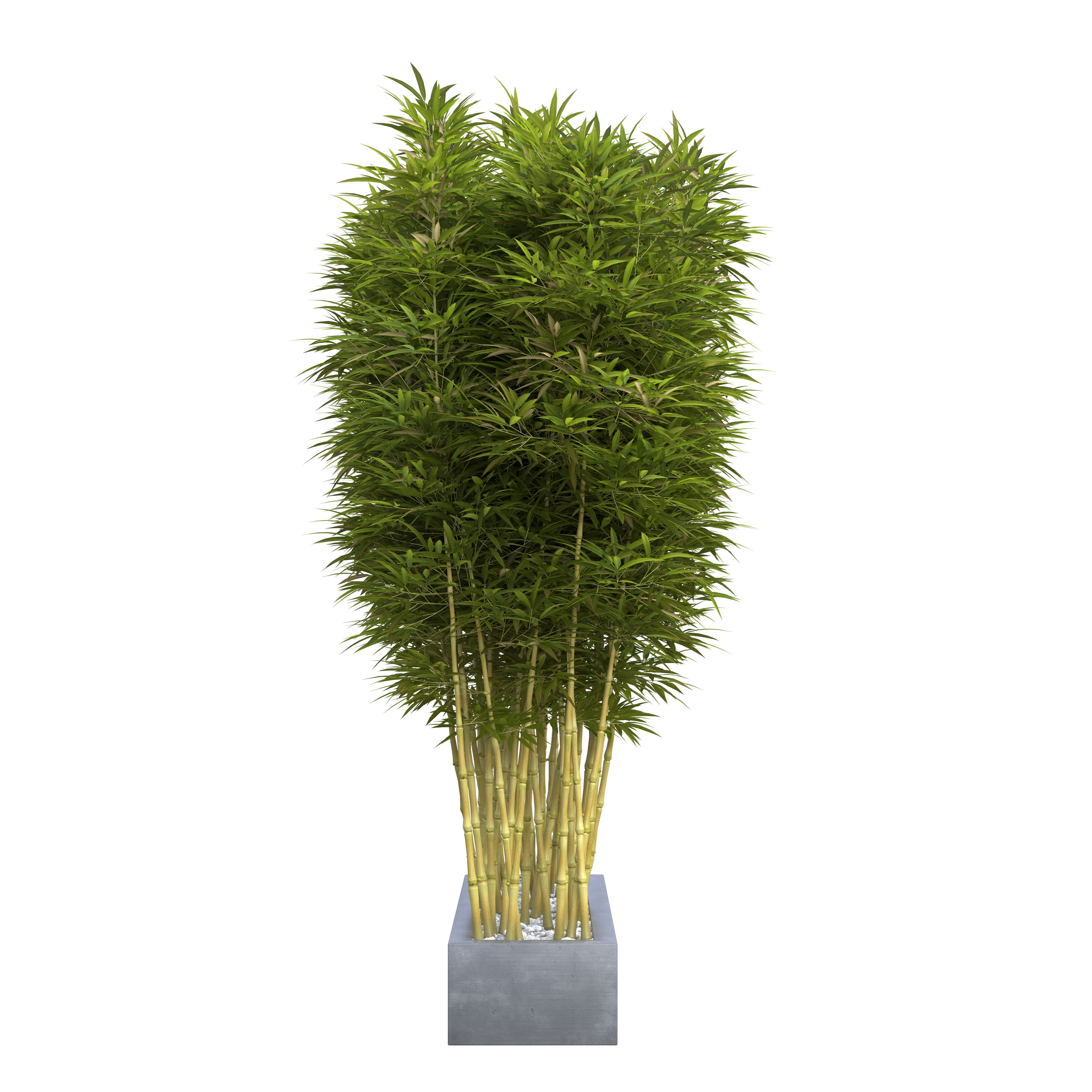 Bamboo Phyllostachys Aurea in a flowerpot 3D model_6