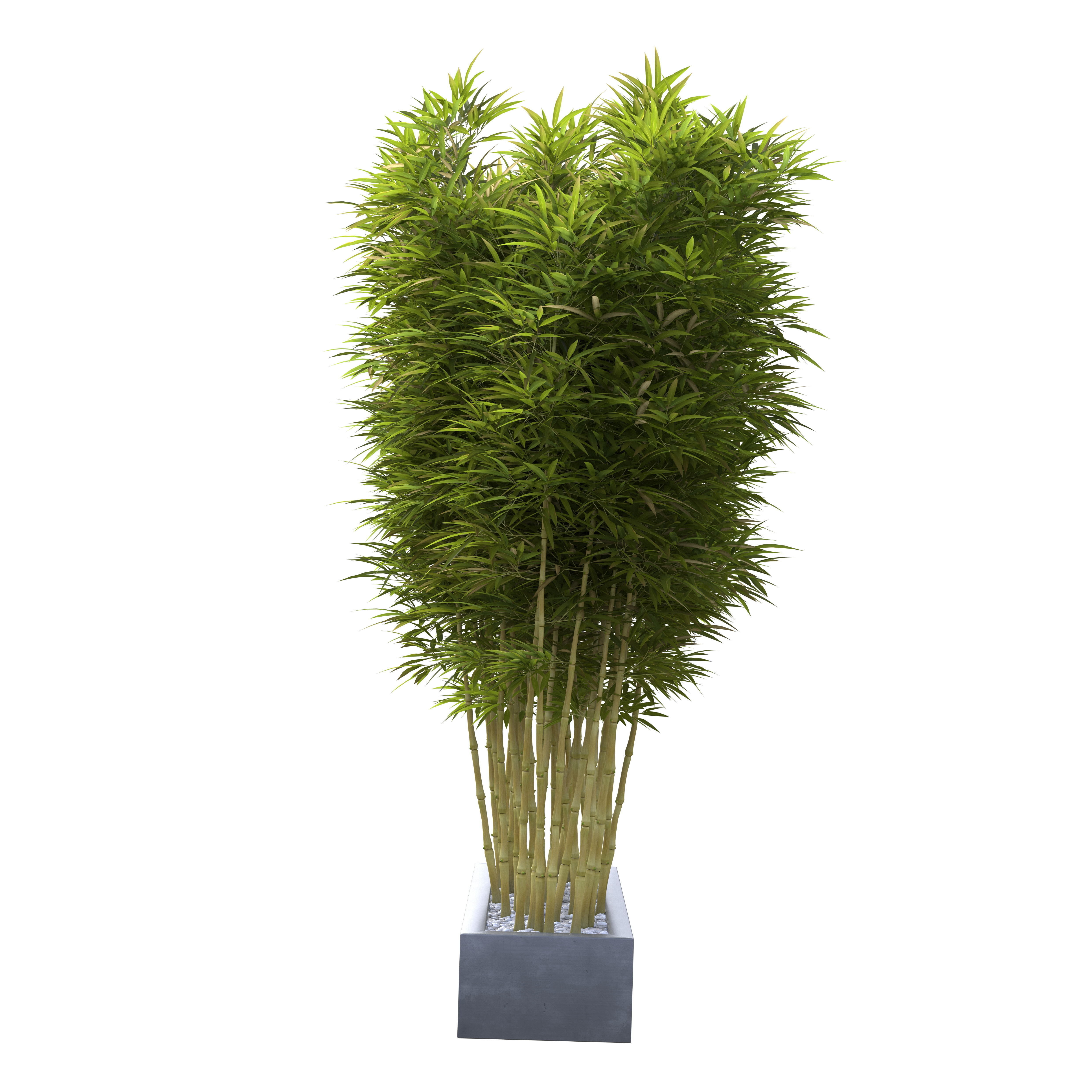 Bamboo Phyllostachys Aurea in a flowerpot 3D model_12