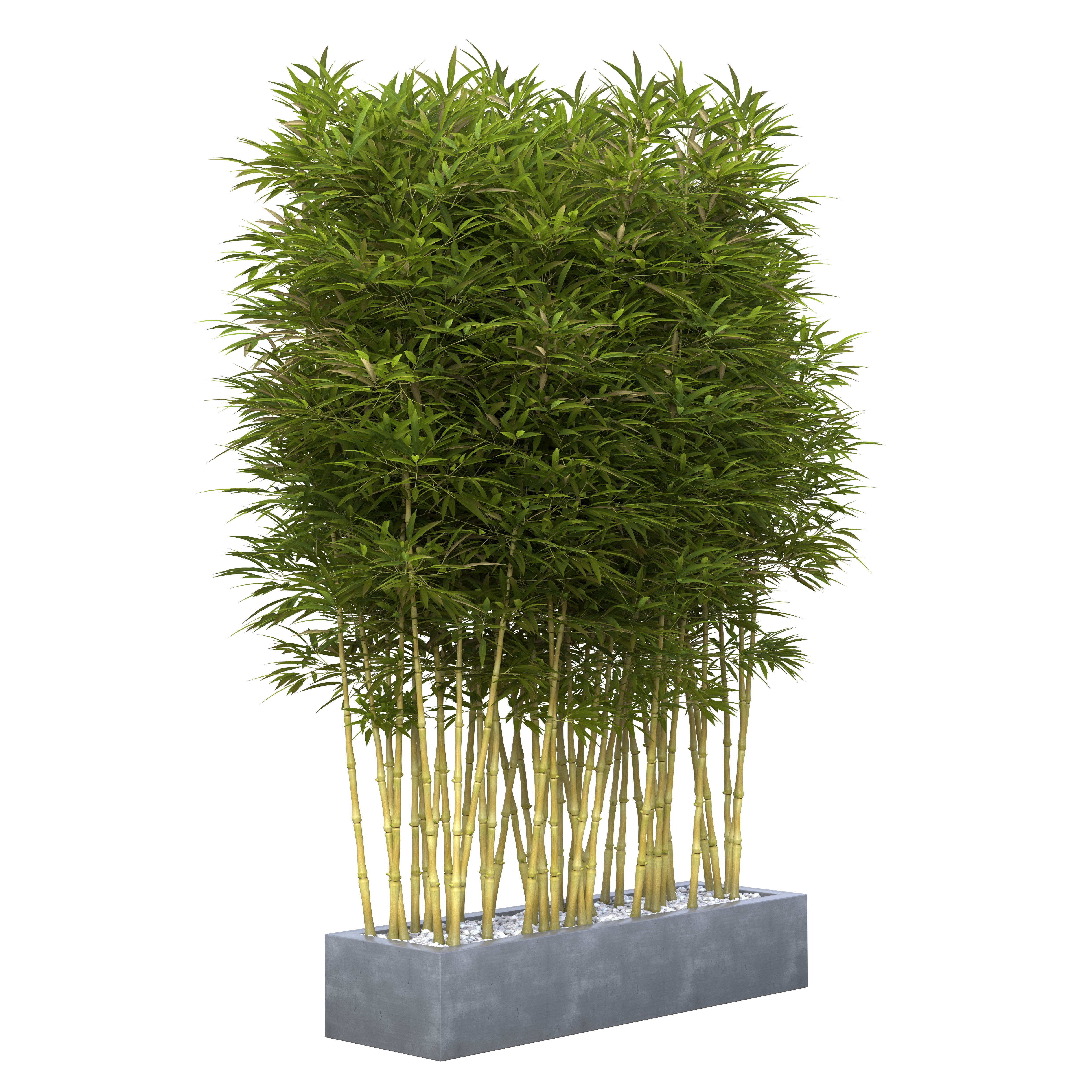 Bamboo Phyllostachys Aurea in a flowerpot 3D model_14