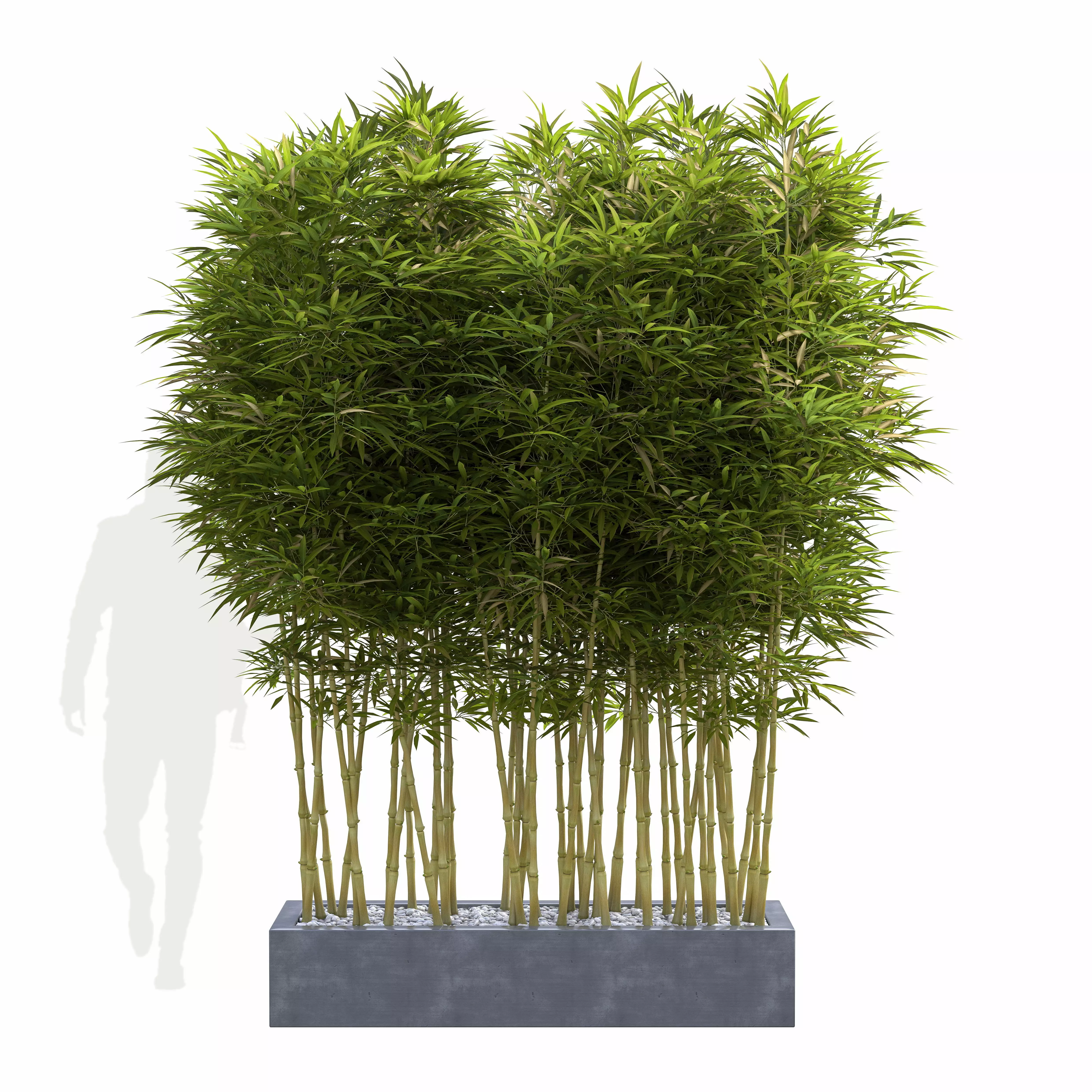 Bamboo Phyllostachys Aurea in a flowerpot 3D model_0