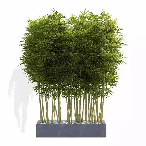 Bamboo Phyllostachys Aurea in a flowerpot 3D model