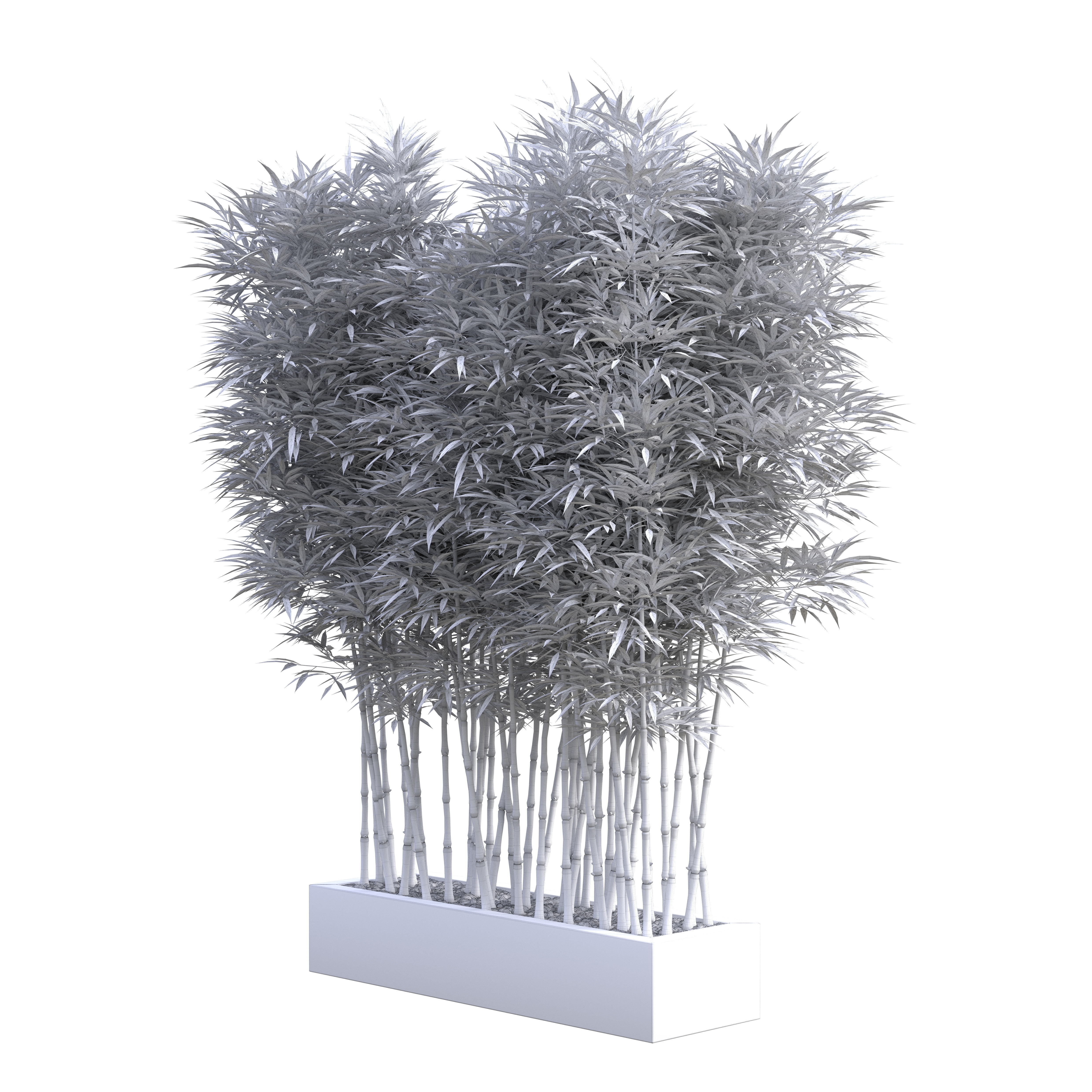 Bamboo Phyllostachys Aurea in a flowerpot 3D model_5
