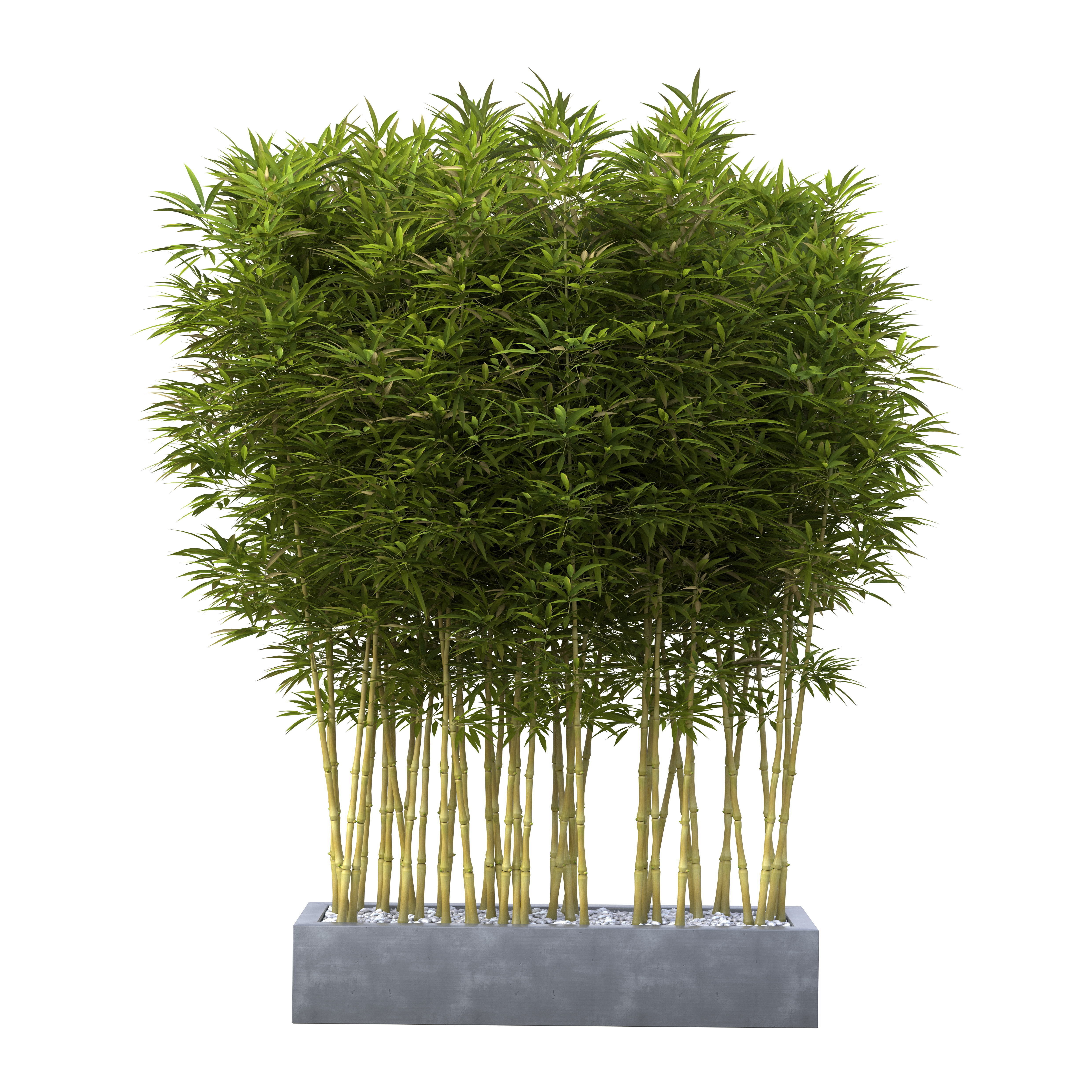 Bamboo Phyllostachys Aurea in a flowerpot 3D model_8