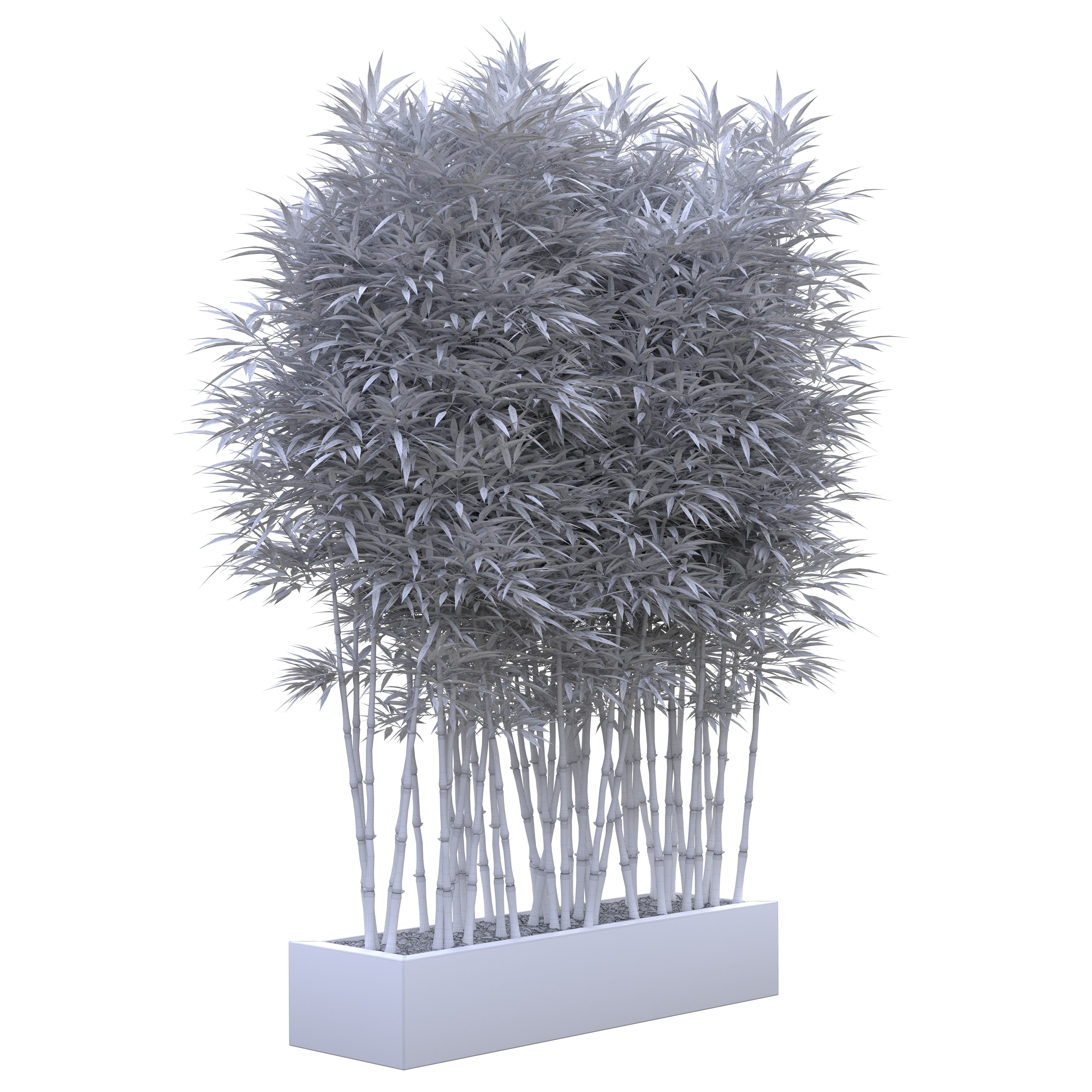 Bamboo Phyllostachys Aurea in a flowerpot 3D model_17