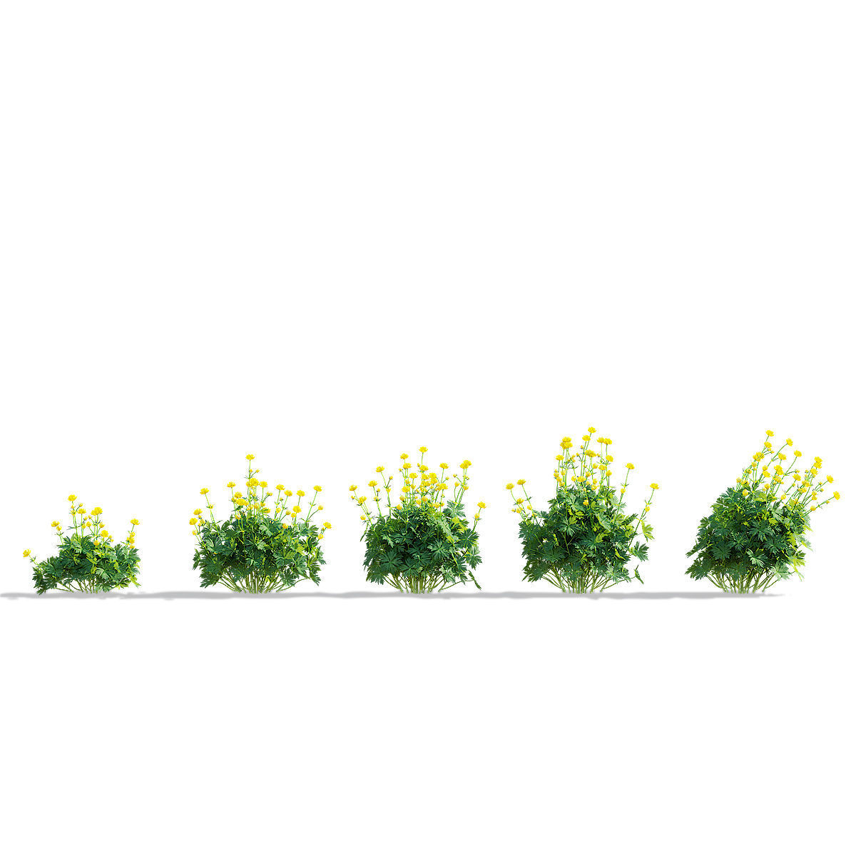 Trollius flower 3D model_5