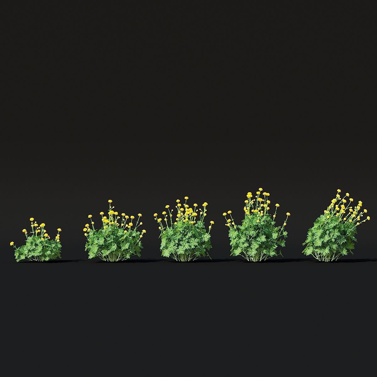 Trollius flower 3D model_4
