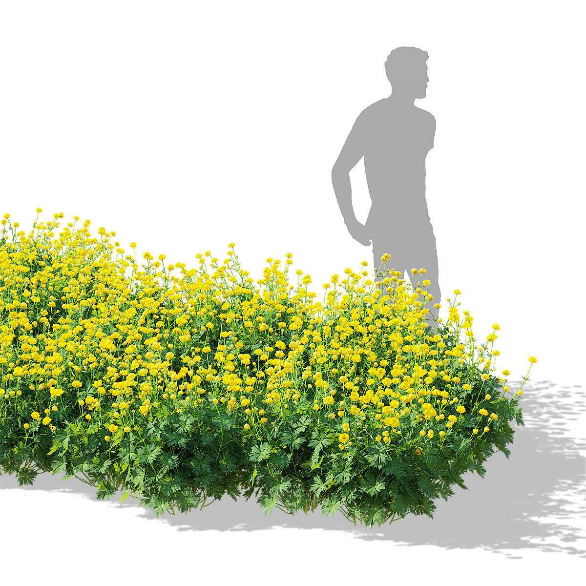 Trollius flower 3D model_2