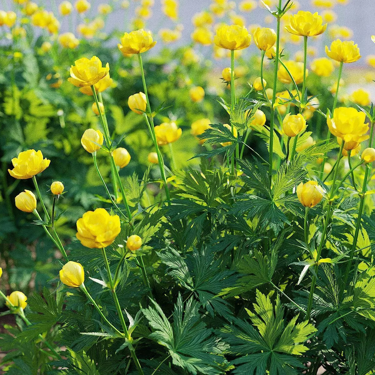 Trollius flower 3D model