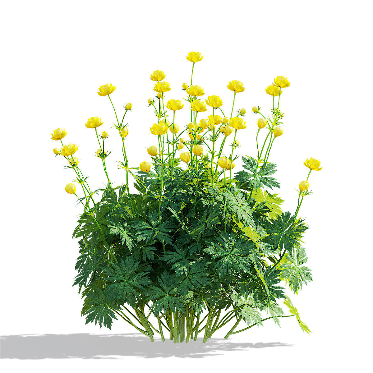 Trollius flower 3D model_6