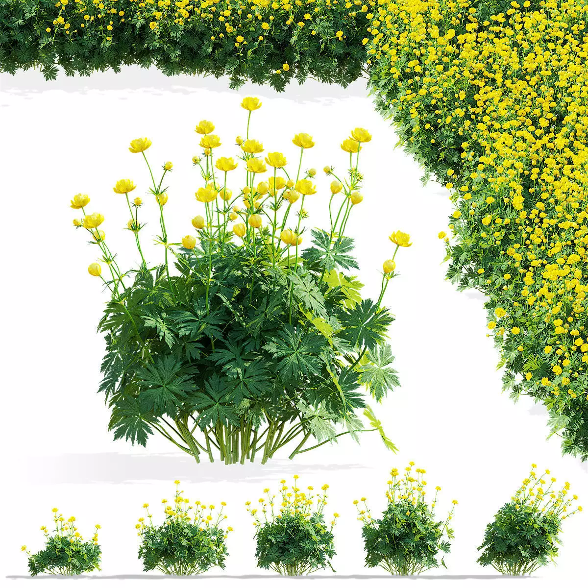 Trollius flower 3D model_0