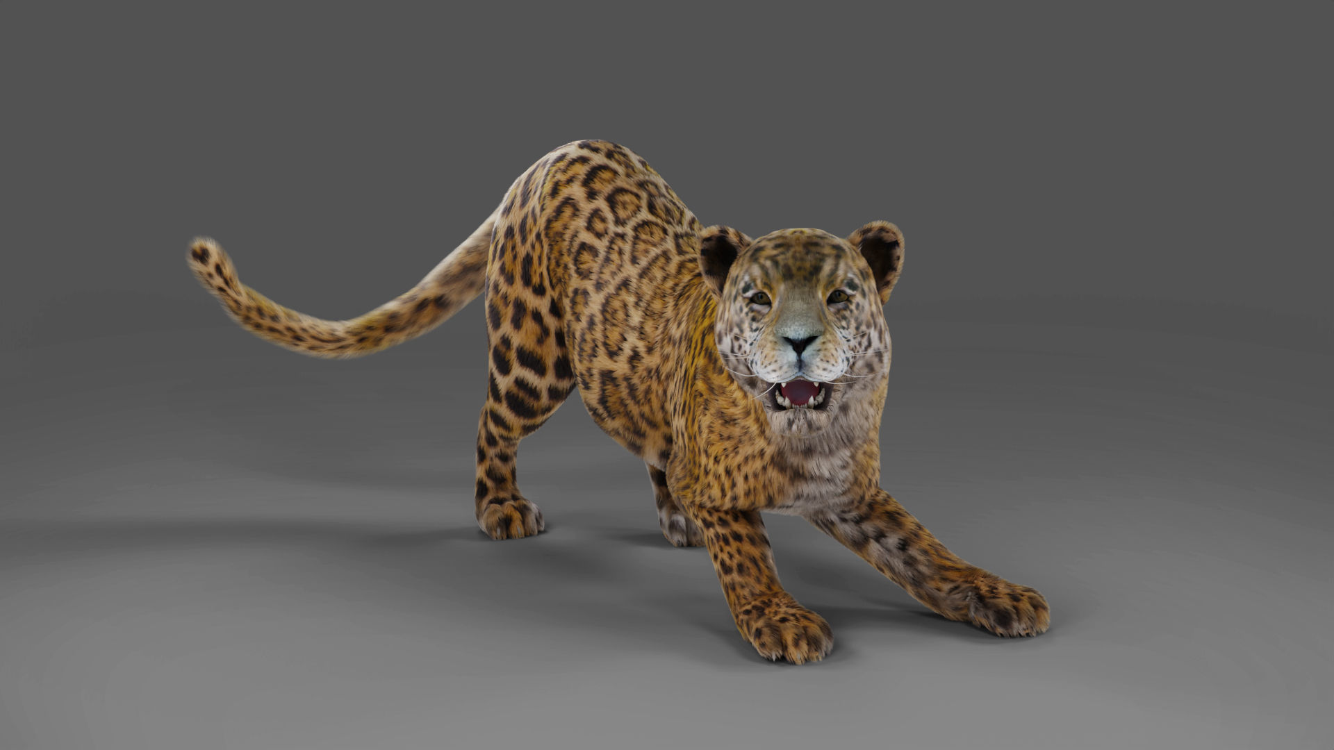 Fur Jaguar V02 Panther Rigged in Blender Low-poly 3D model_2